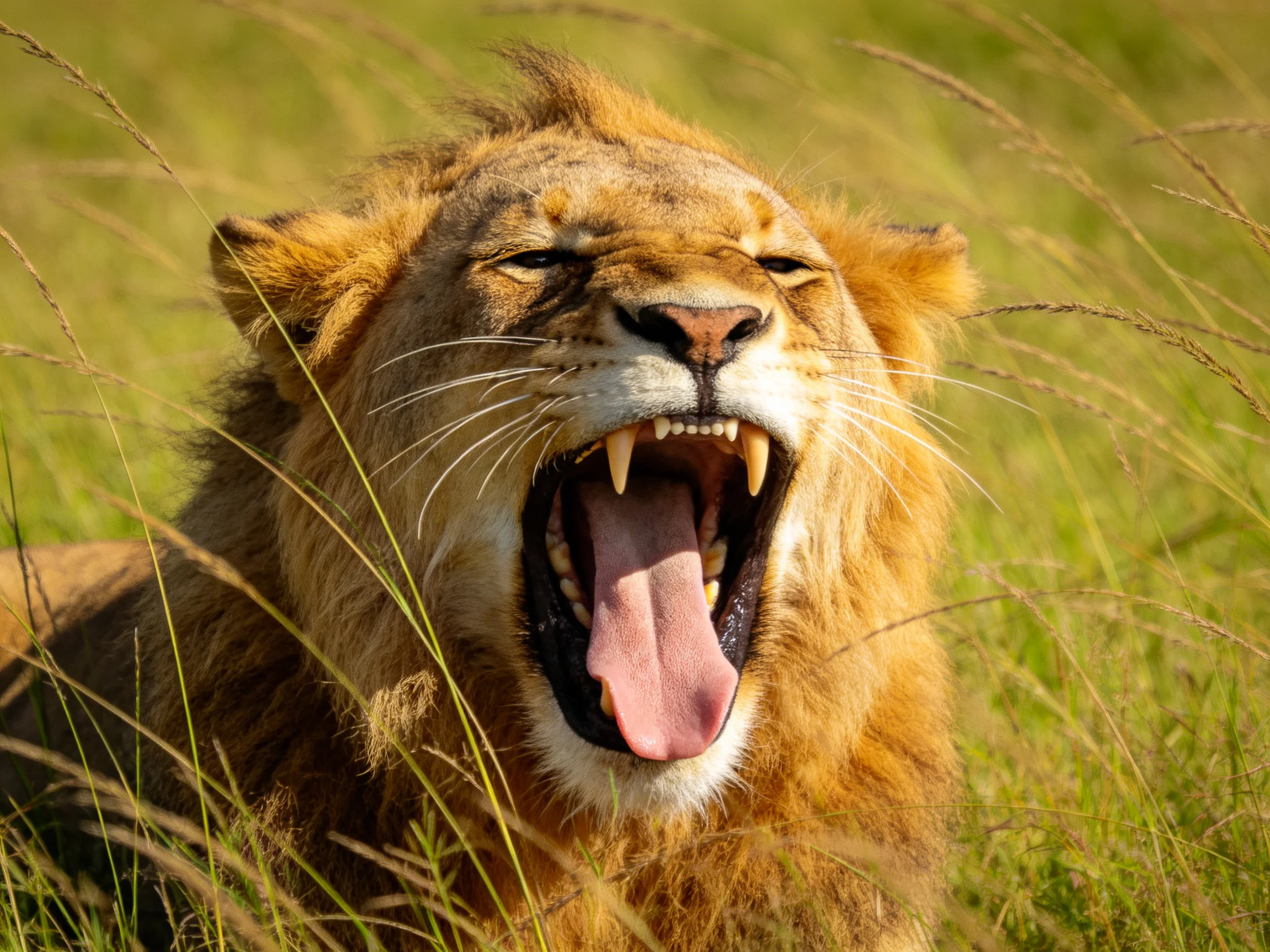 Golden lion yawns in sunlit savannah grass