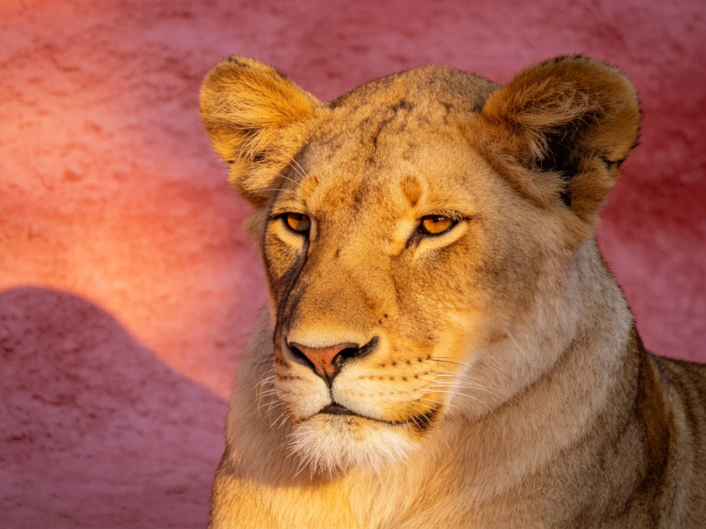 A golden lioness is photographed up close with a pink wall.