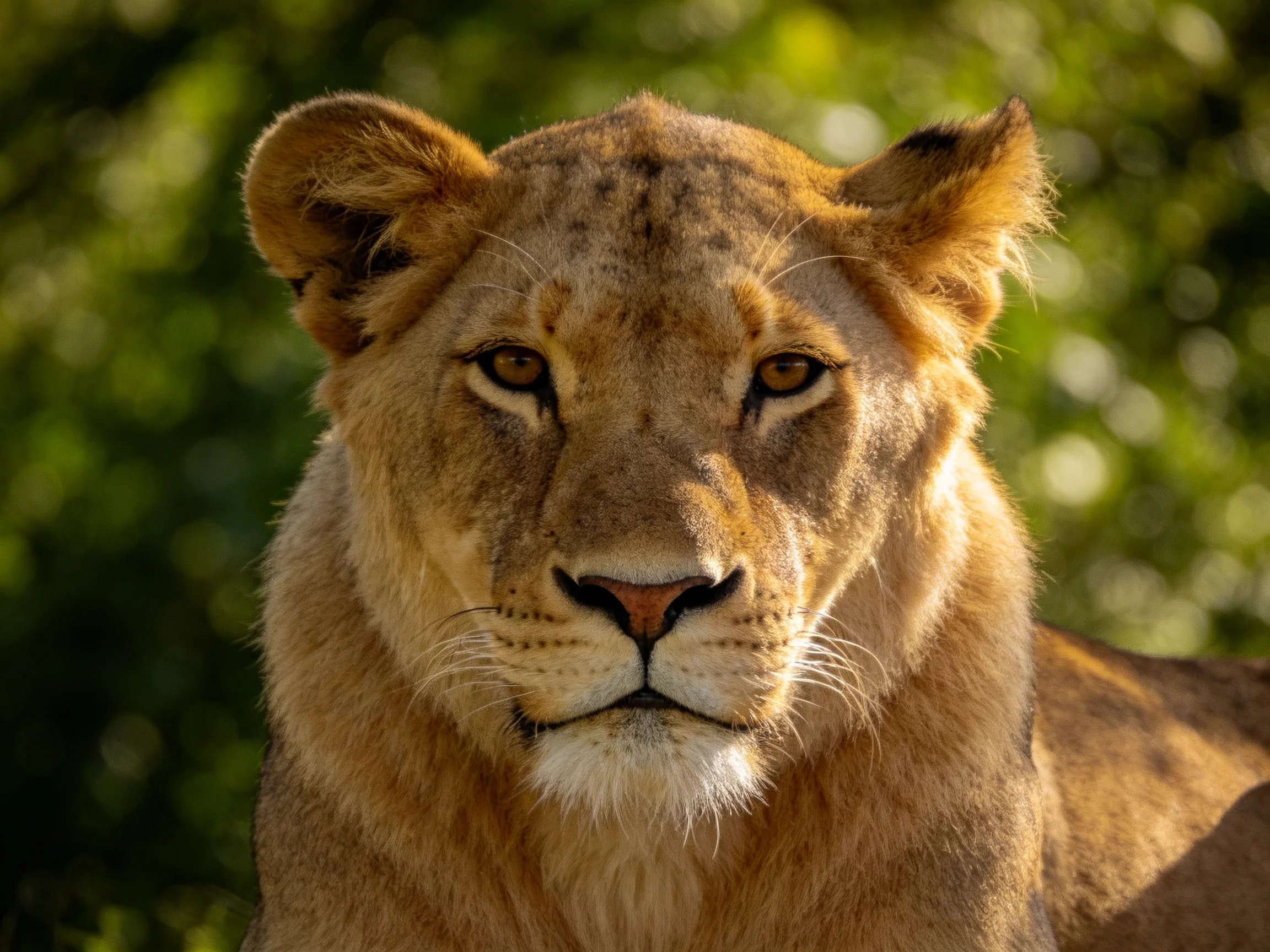 A golden lioness gazes intently against a lush green backdrop