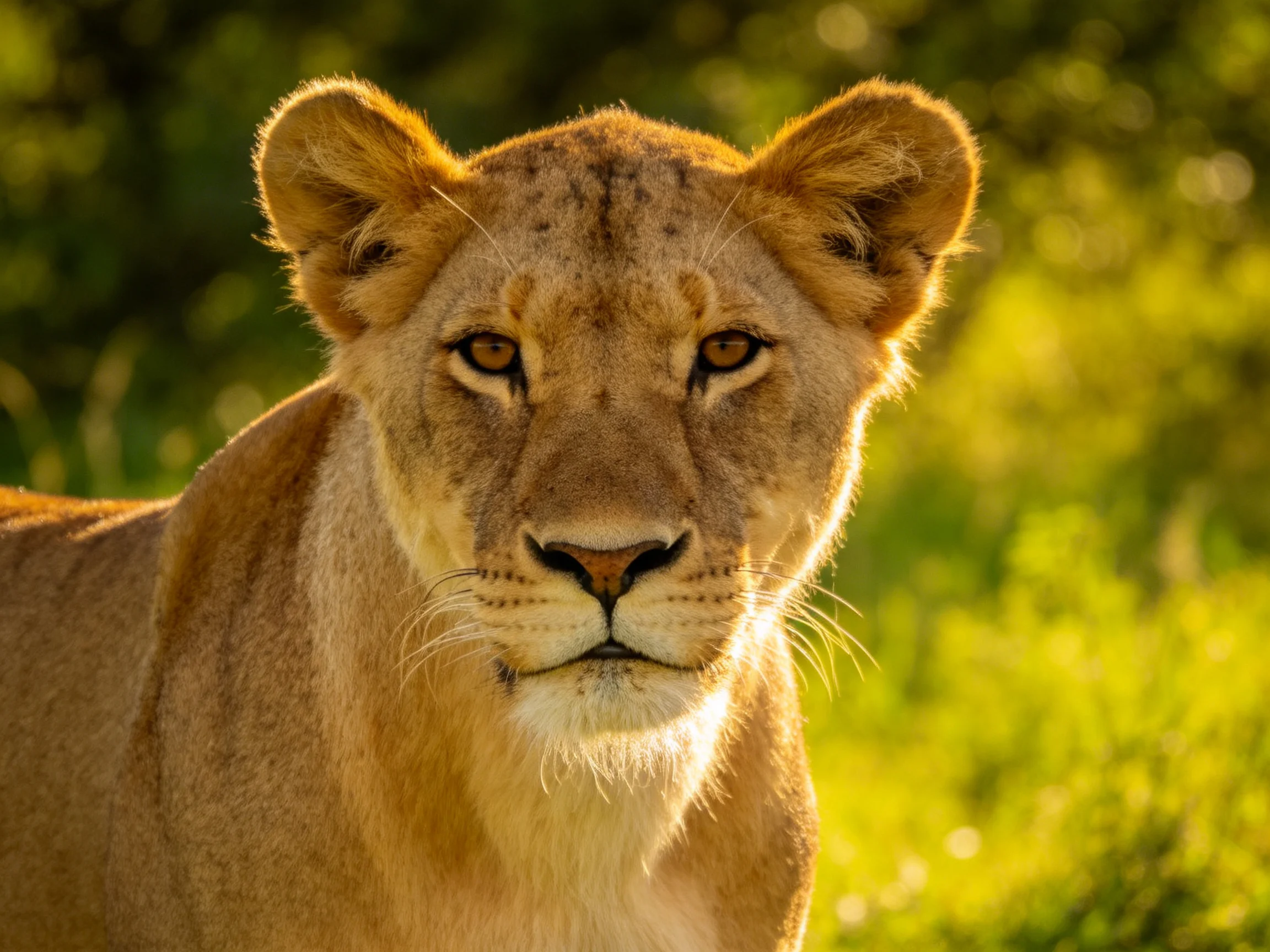 A golden lioness stares directly into the camera with green foliage in the background