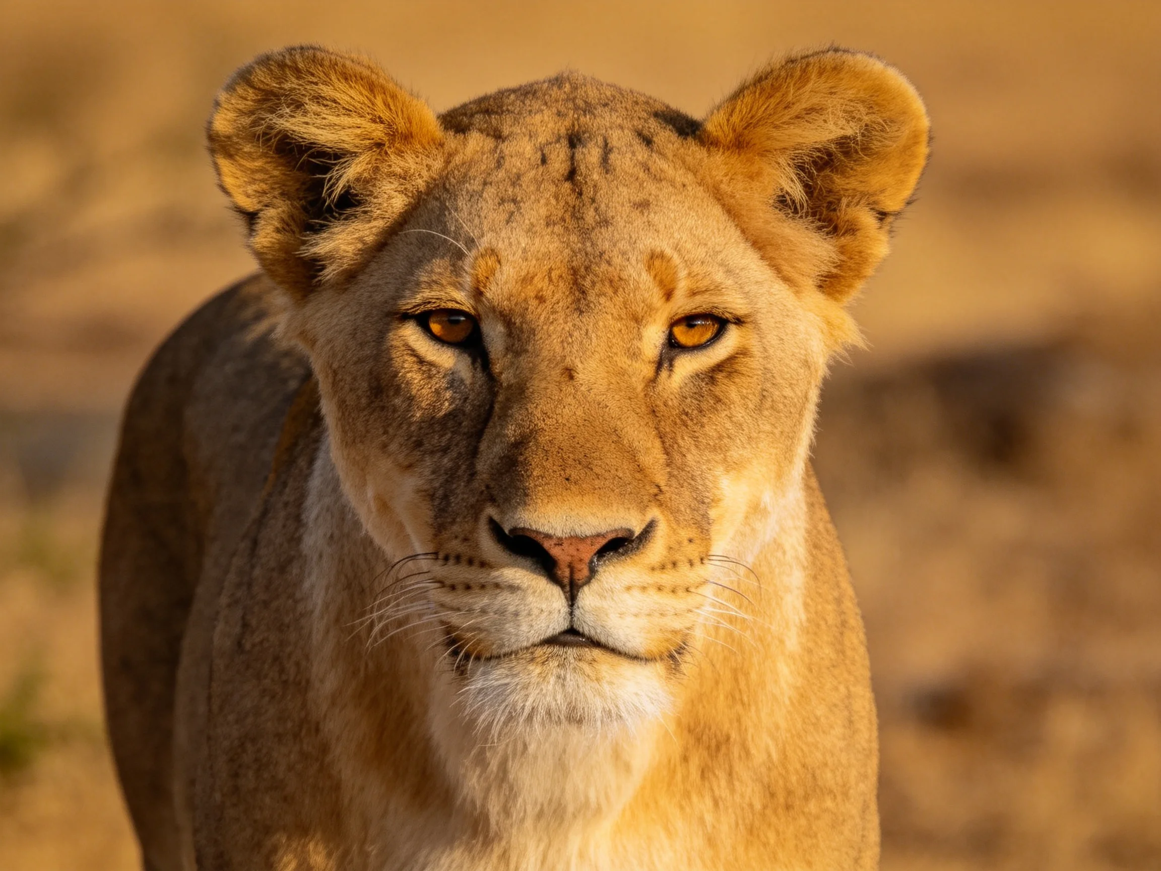 A golden lioness stands alert in a sunlit savannah setting.