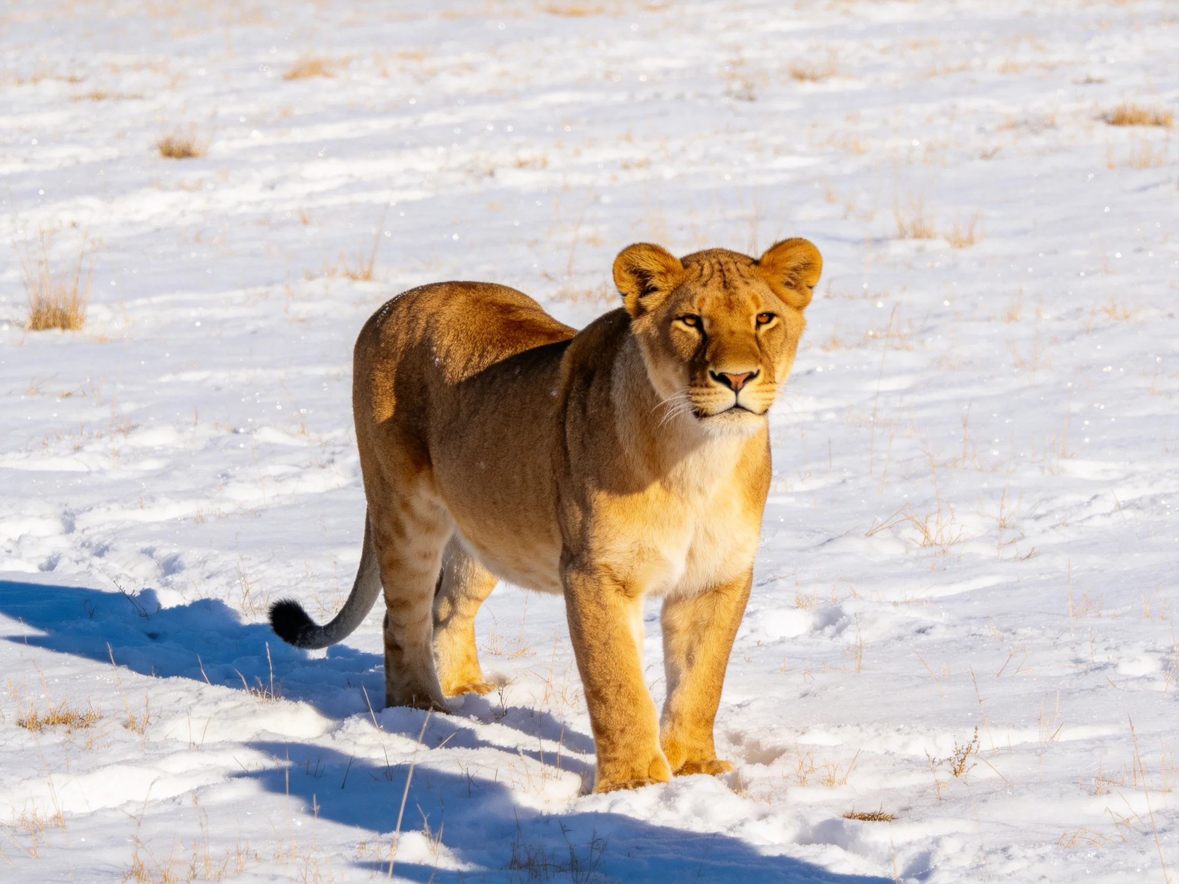 A golden lioness in a snow-dusted field with sparse vegetation