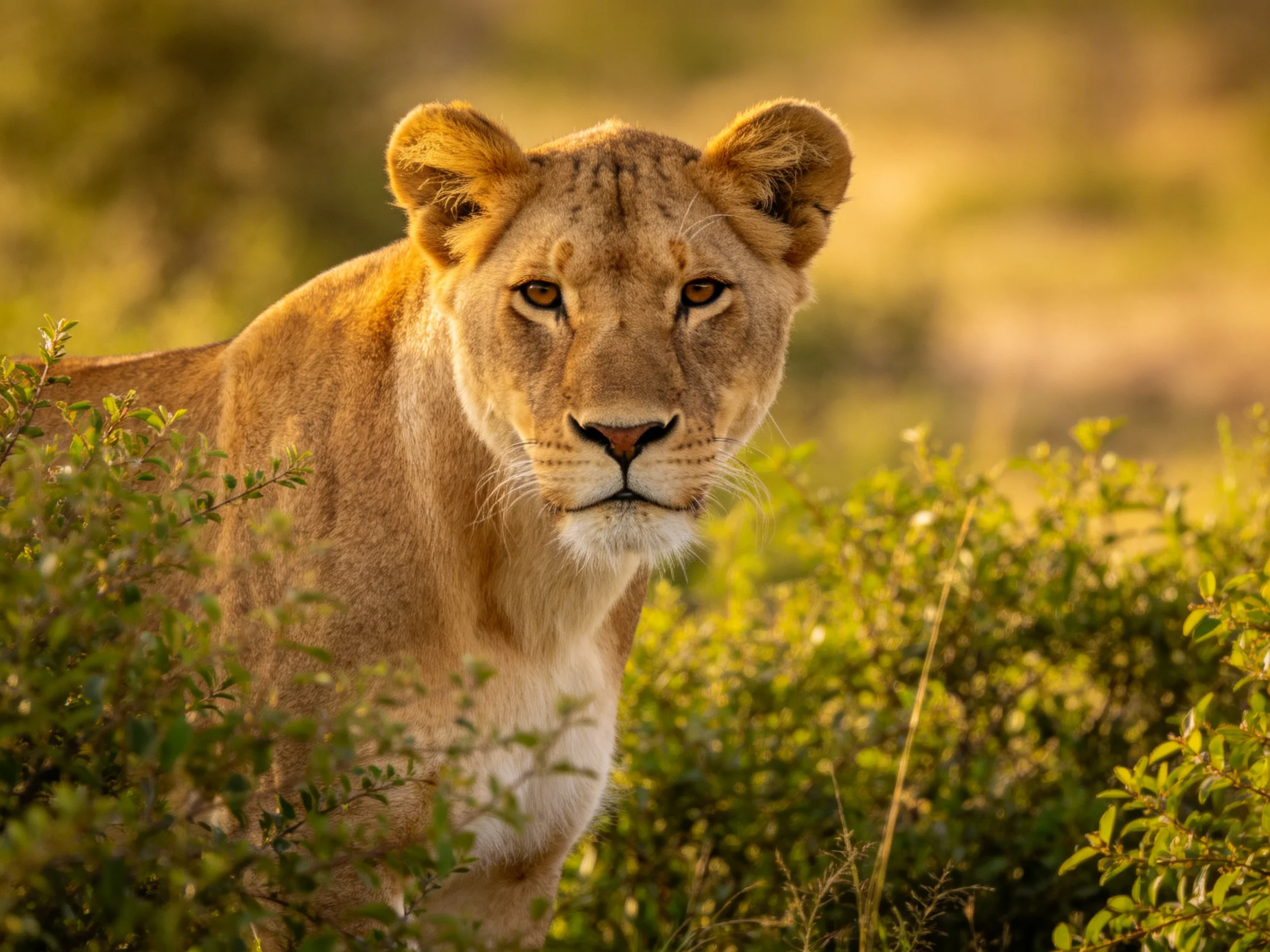 A golden lioness stands among dense green foliage in a sunlit environment.