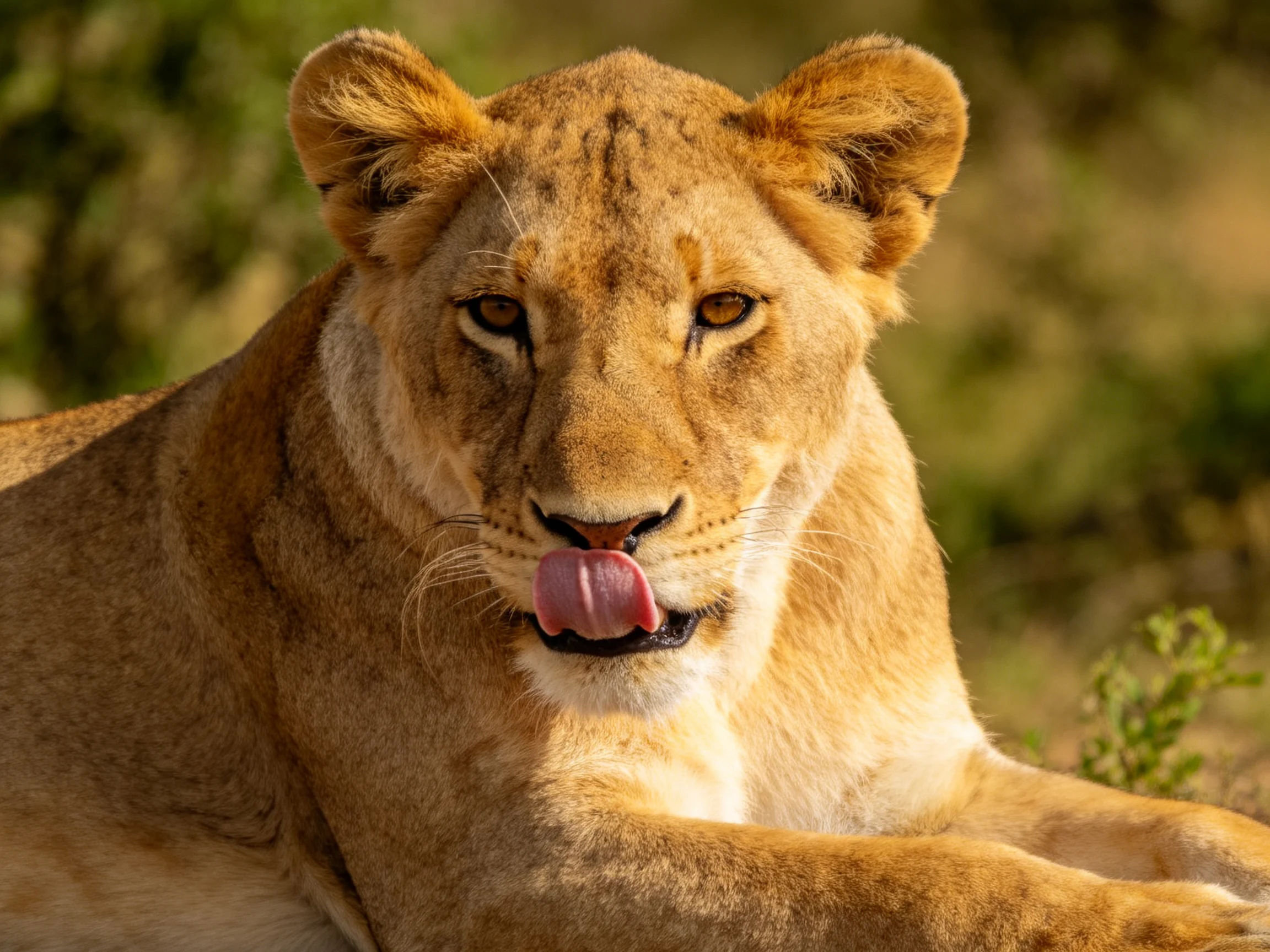 A golden lioness licks her lips in sun-drenched savannah