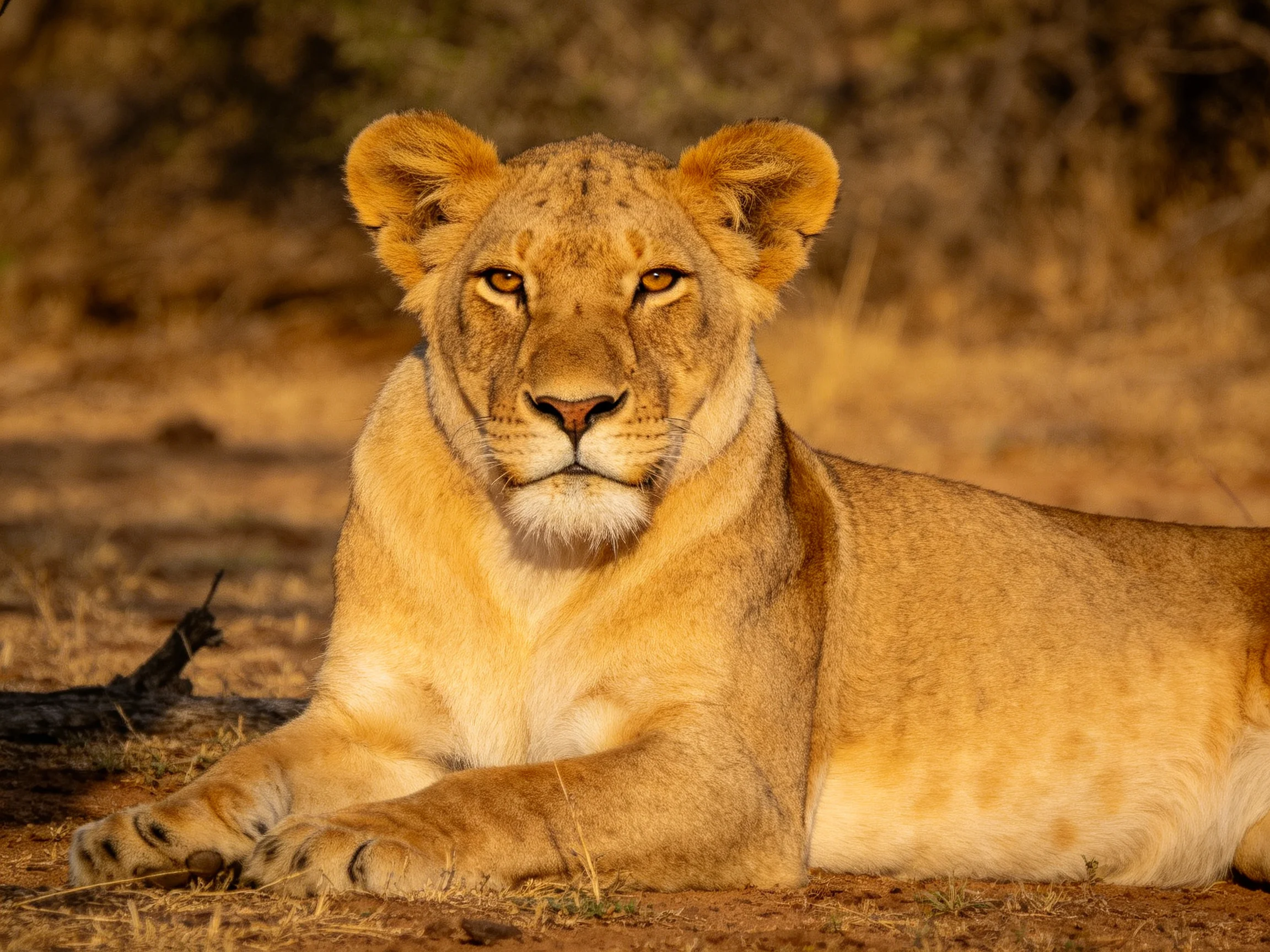 A golden lioness reclines on sunlit savannah terrain