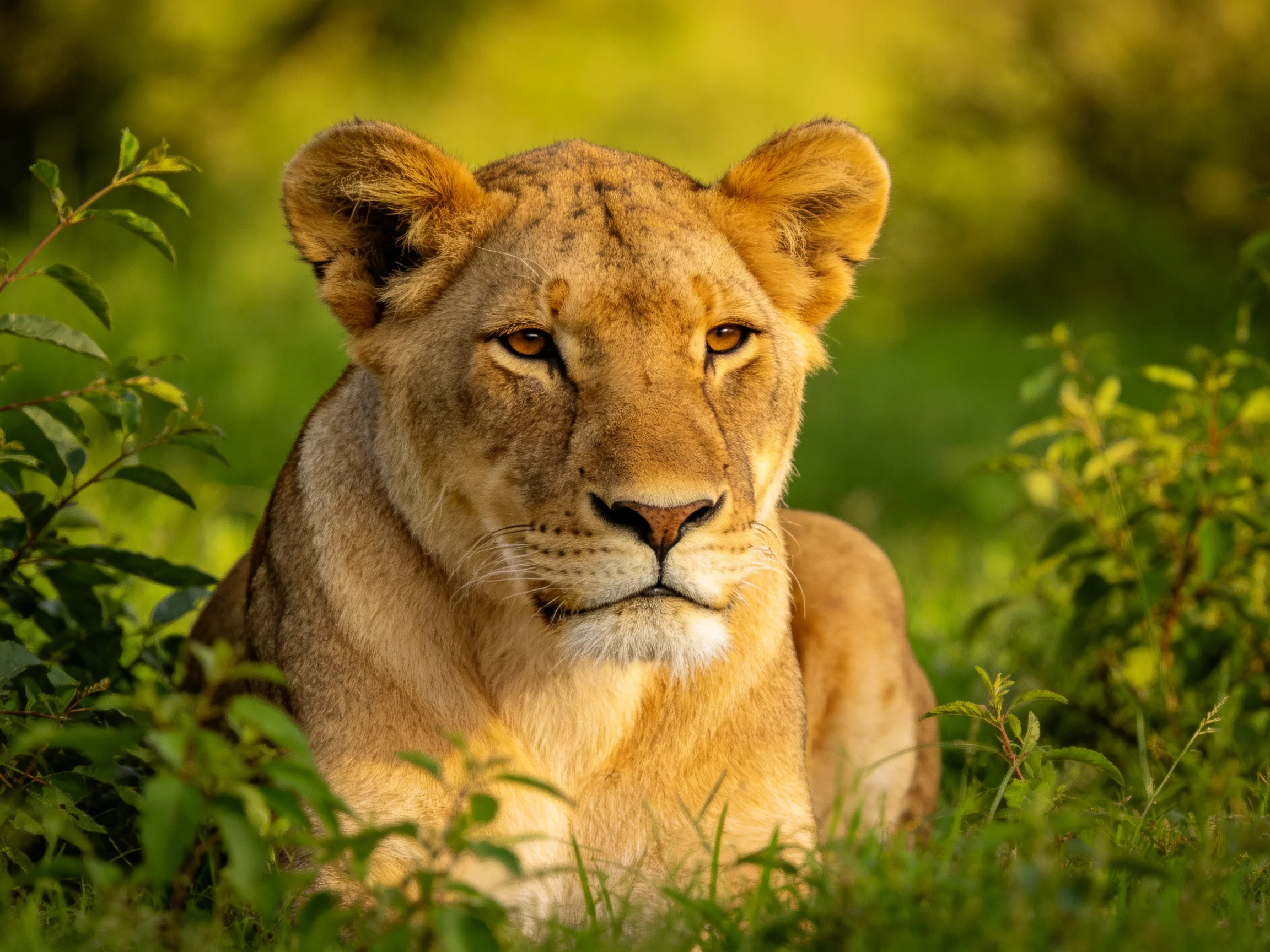 A golden lioness sits calmly among dense green vegetation in a sunlit environment.