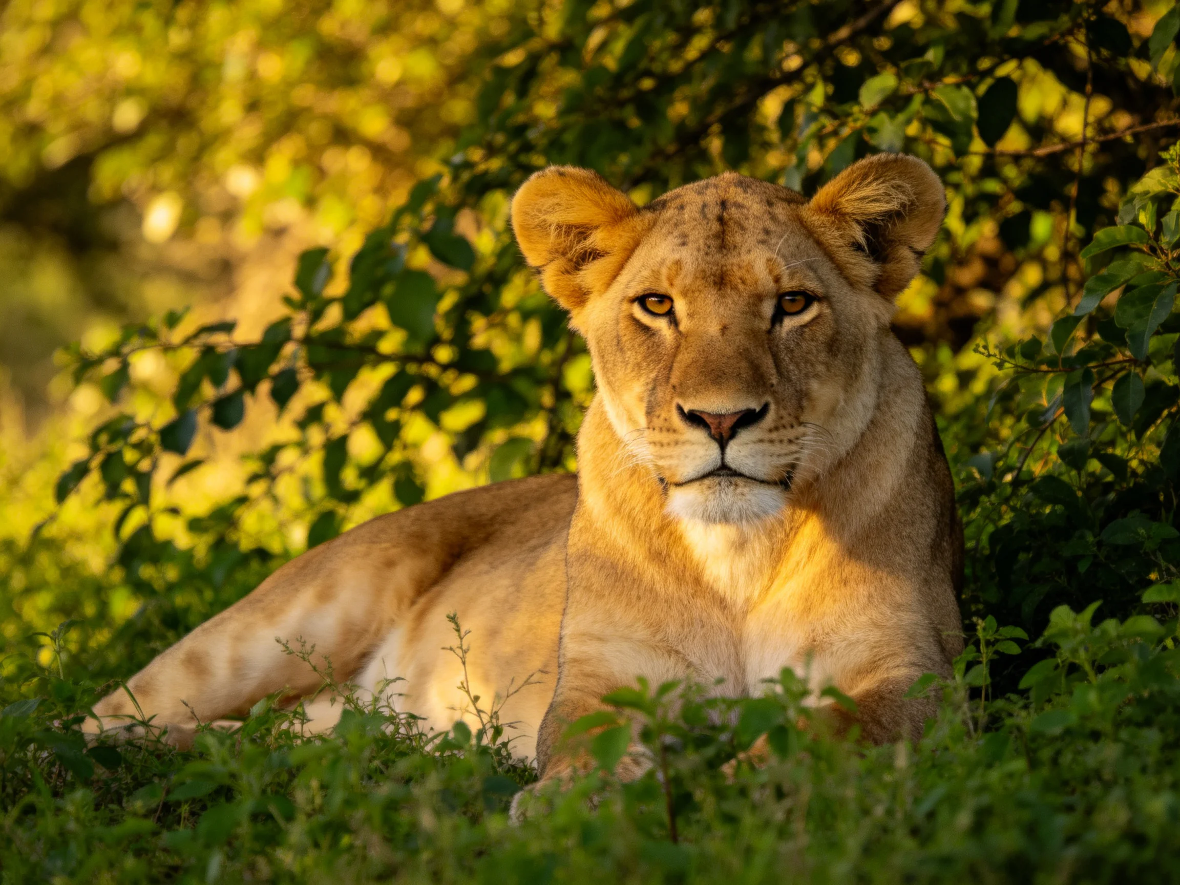 A lioness lies calmly among dense green vegetation bathed in golden light.