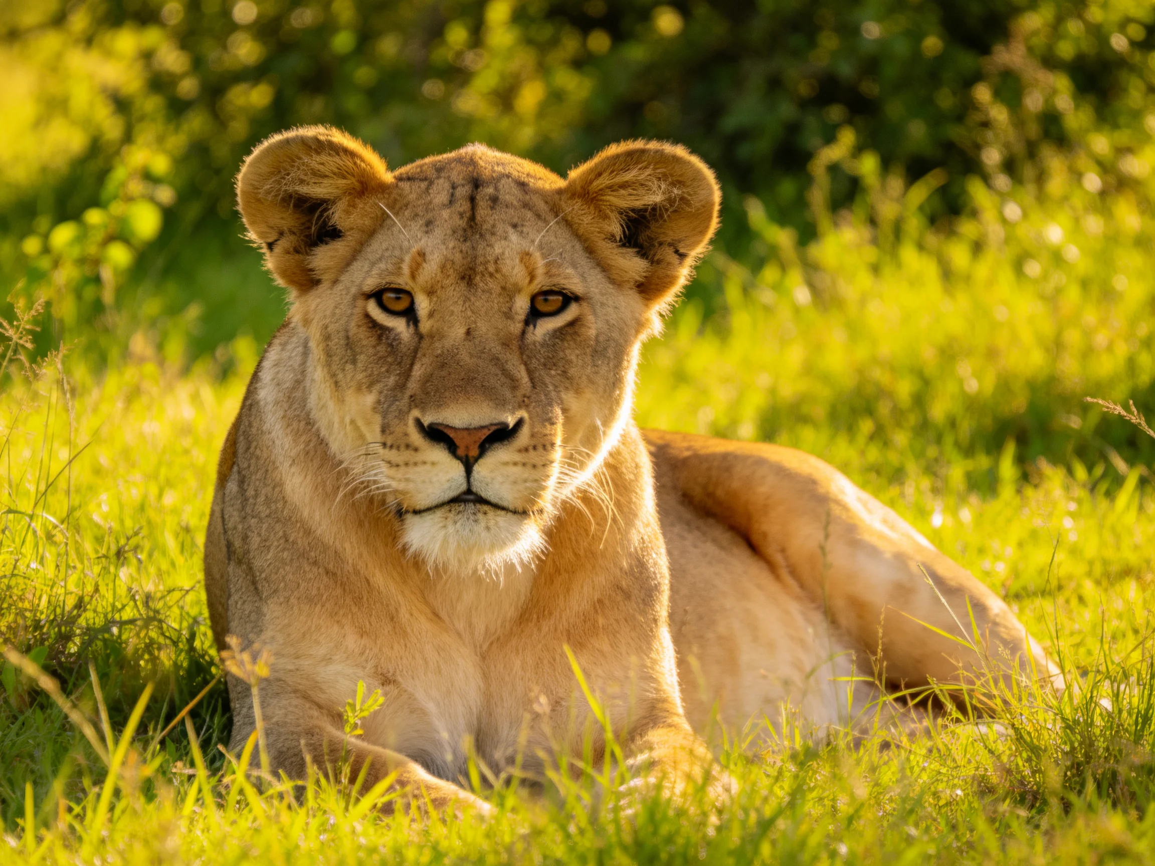A golden lioness relaxes in sunlit greengrass