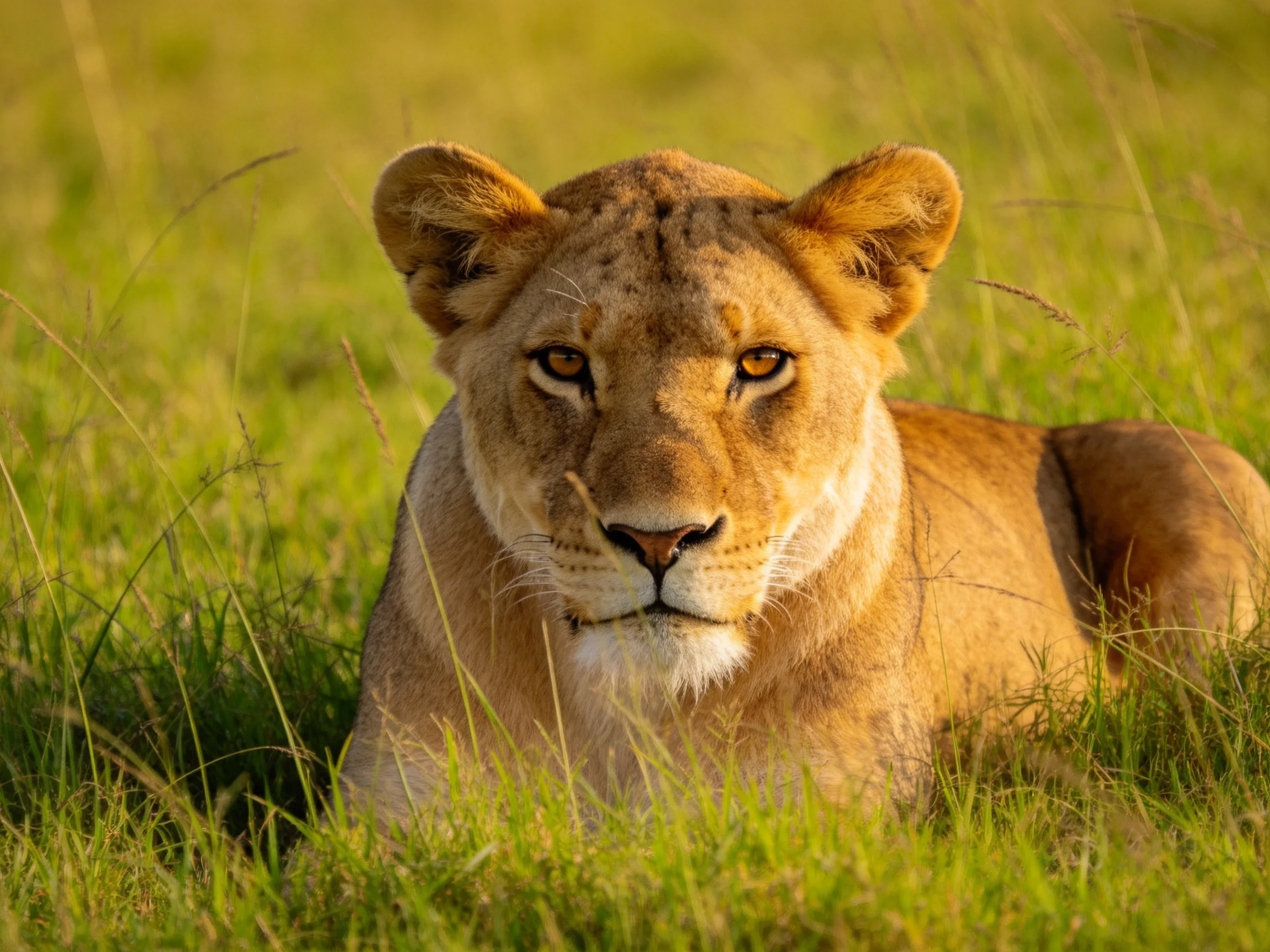 A golden lioness lies calmly among tall green savannah grass.