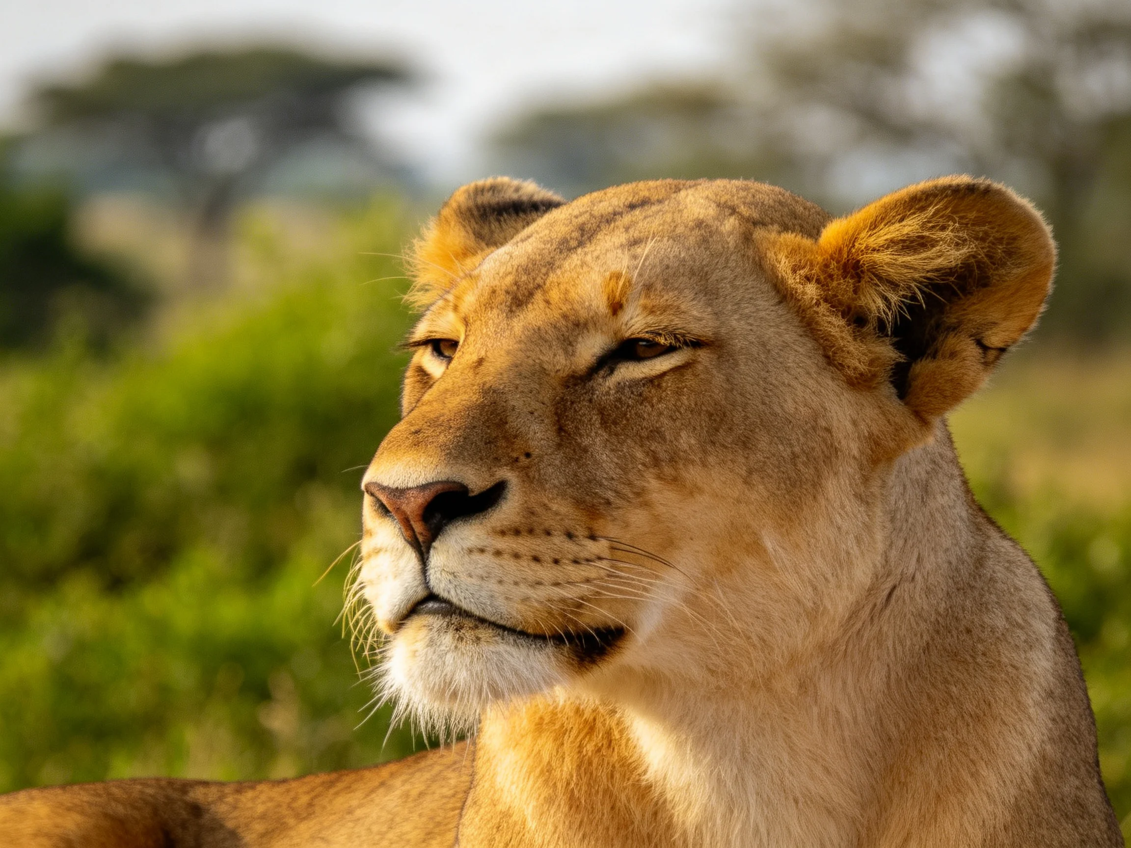 A golden lioness relaxes among green savannah vegetation.