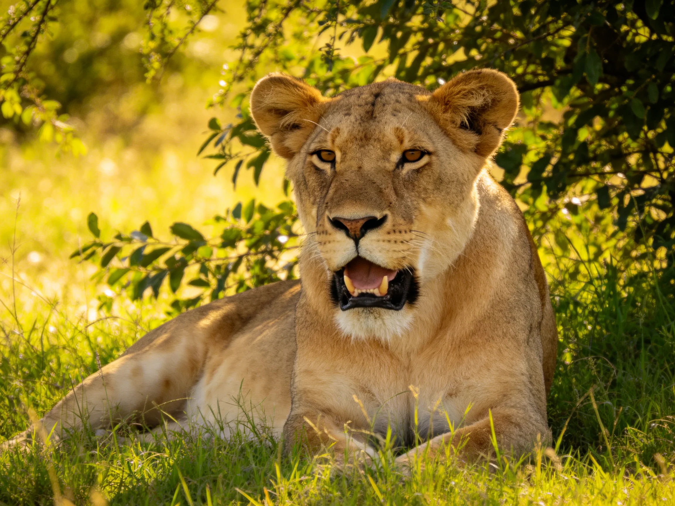 A golden lioness rests amid lush greenery under warm sunlight