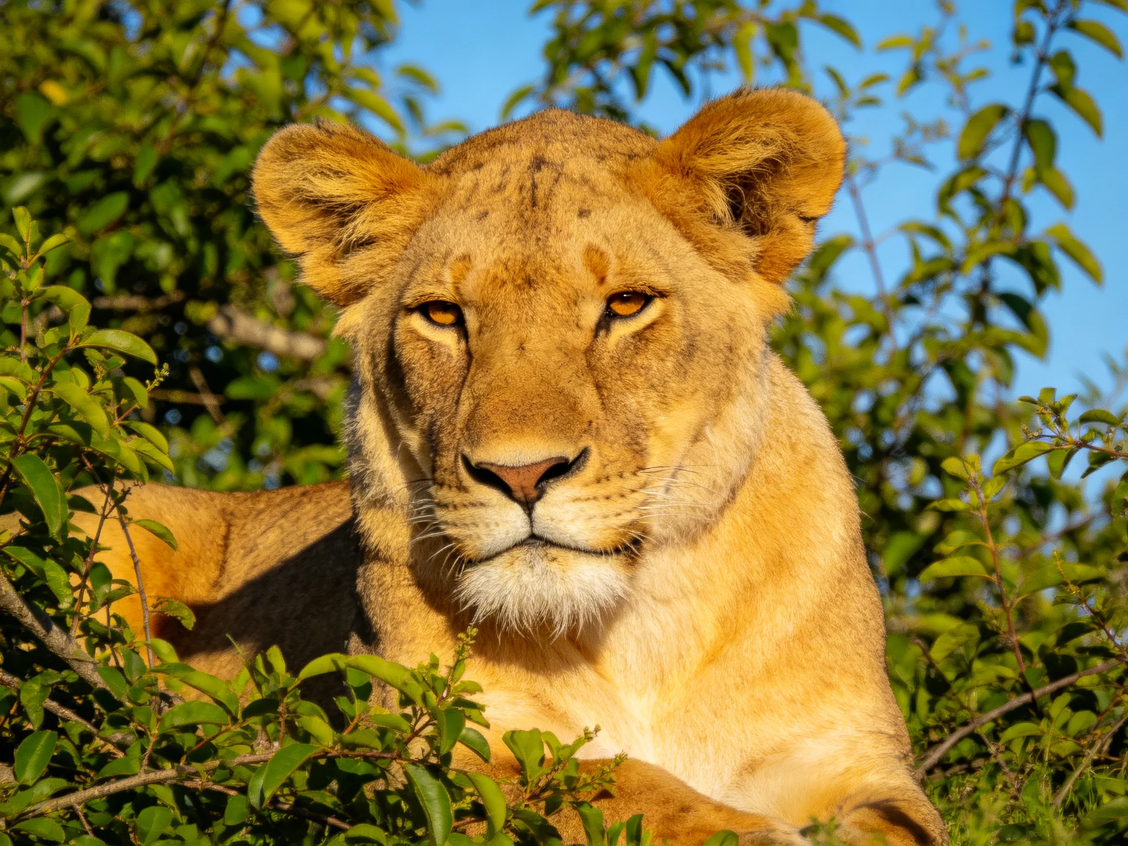 A golden lioness sits calmly amid greenery in bright daylight.