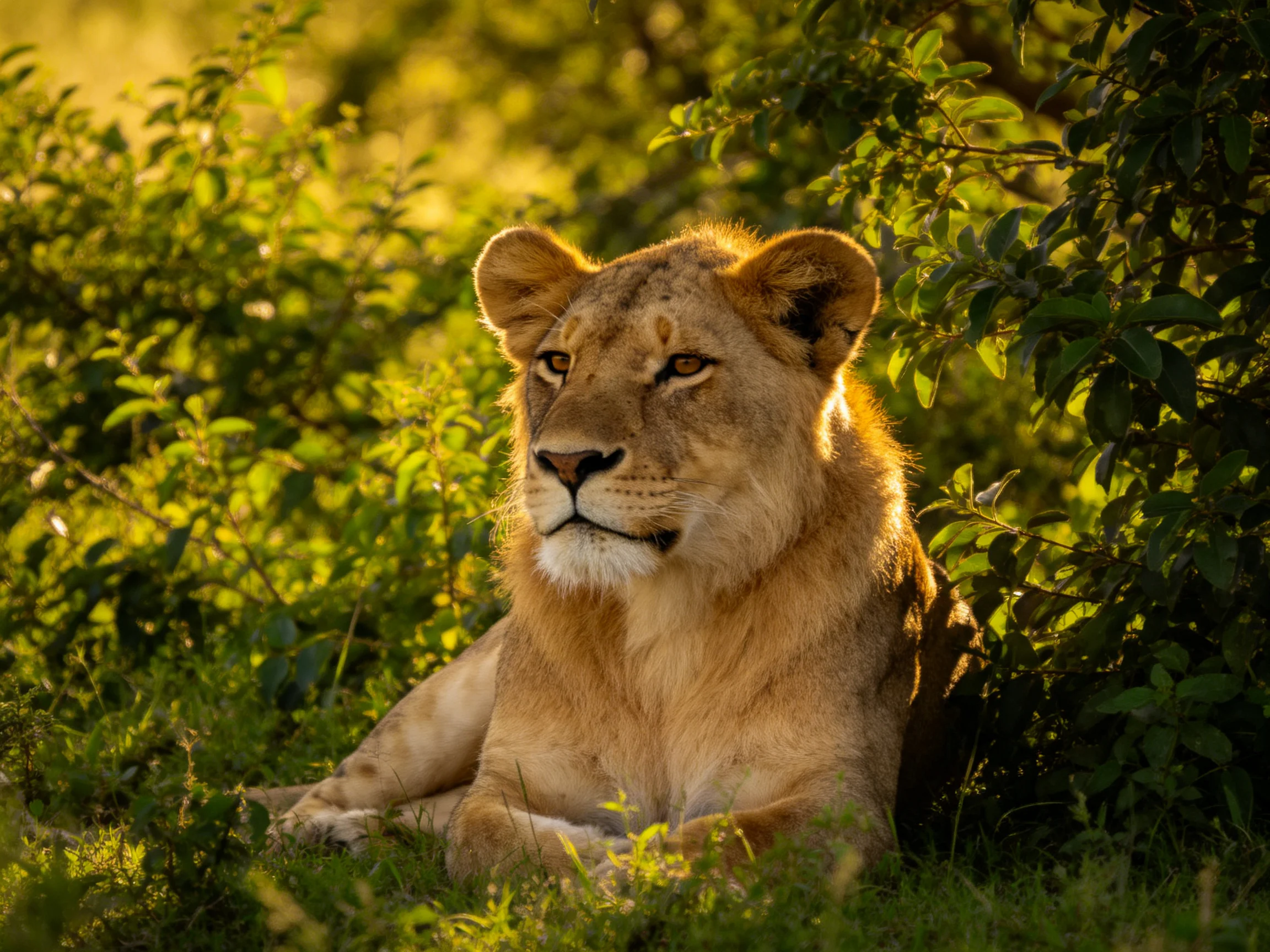 A golden lioness rests amid greenery in a sunlit setting.