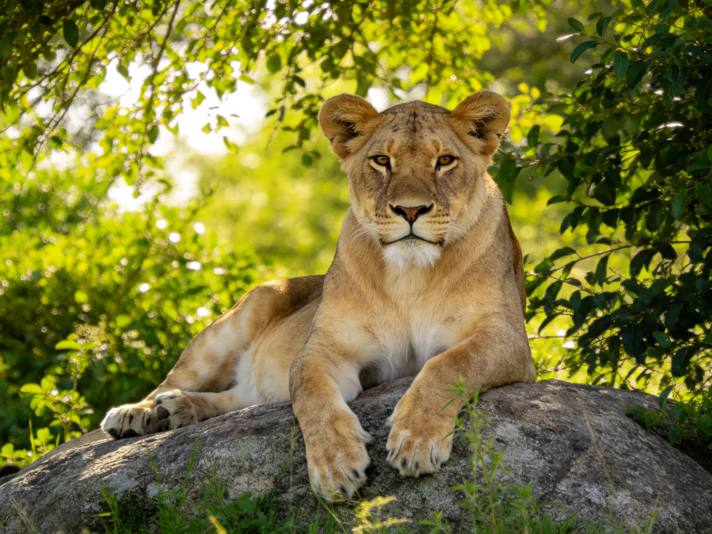 A golden lioness relaxes on a large rock surrounded by dense green vegetation.
