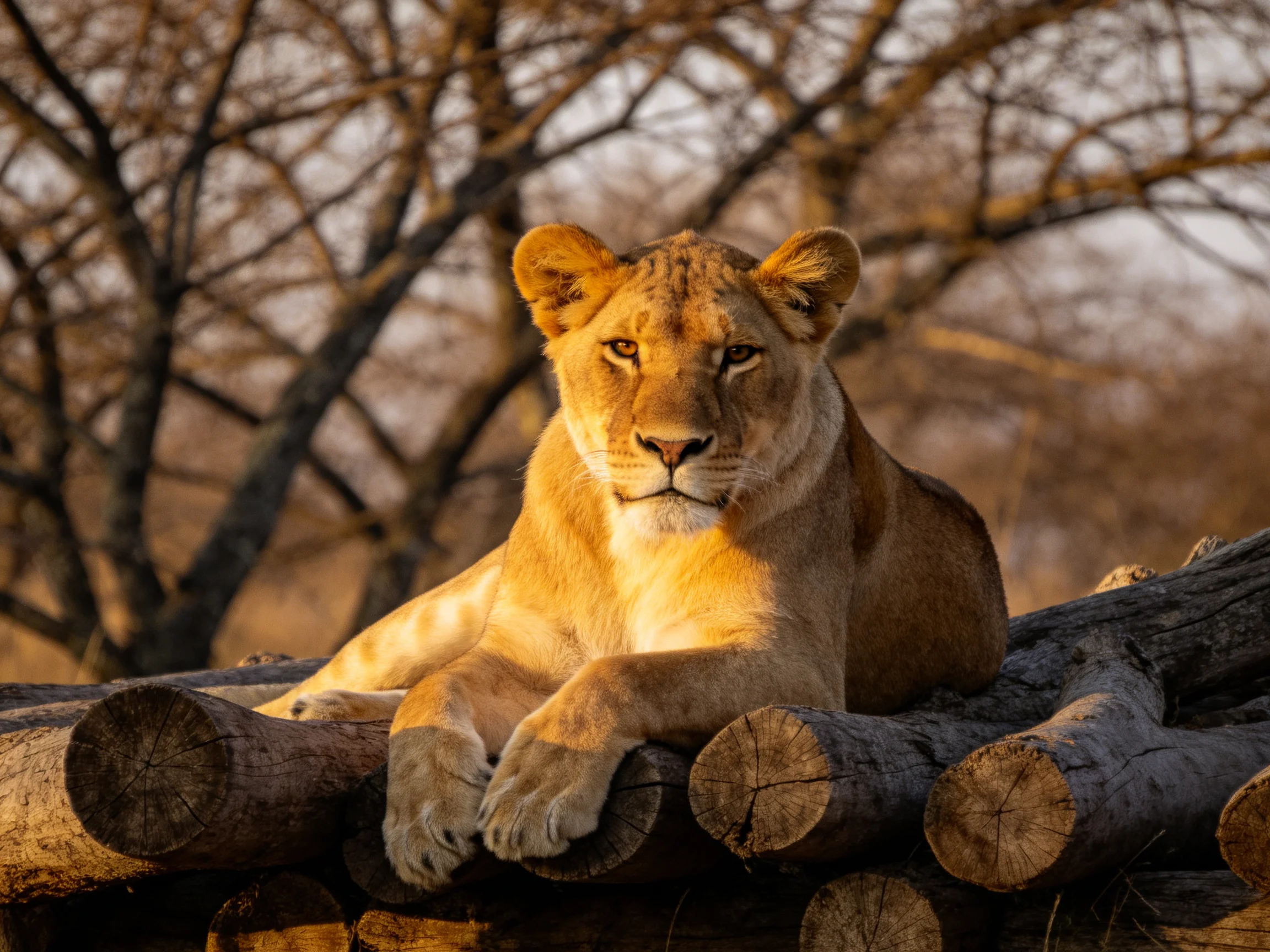 A golden lioness relaxes atop stacked logs in a sunlit natural setting.