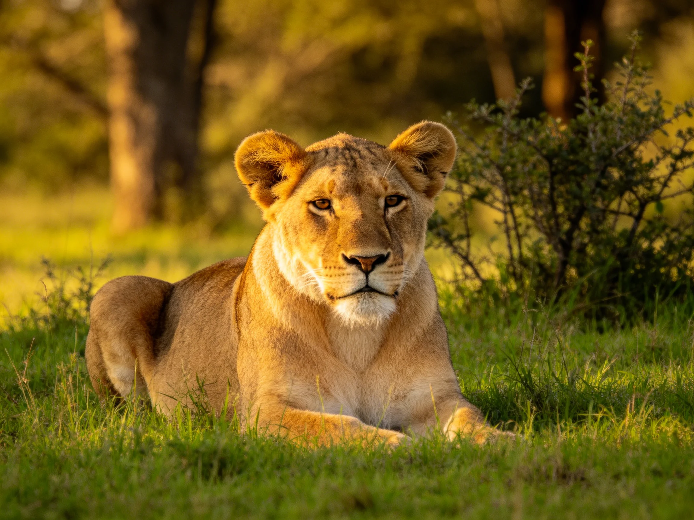 A lioness lies calmly in the sunlit savannah among tall grass.