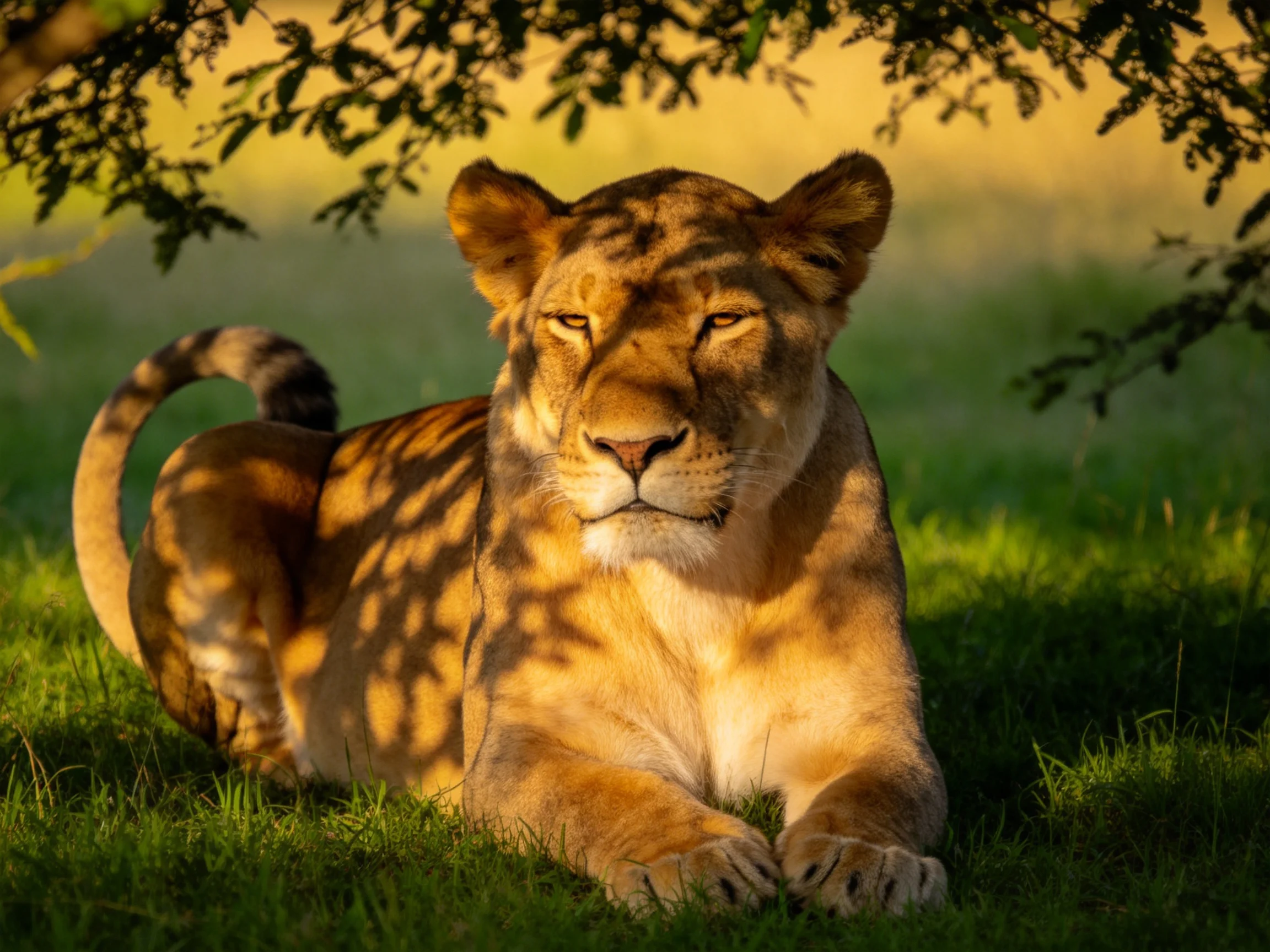 A golden lioness rests in sun-dappled green grass