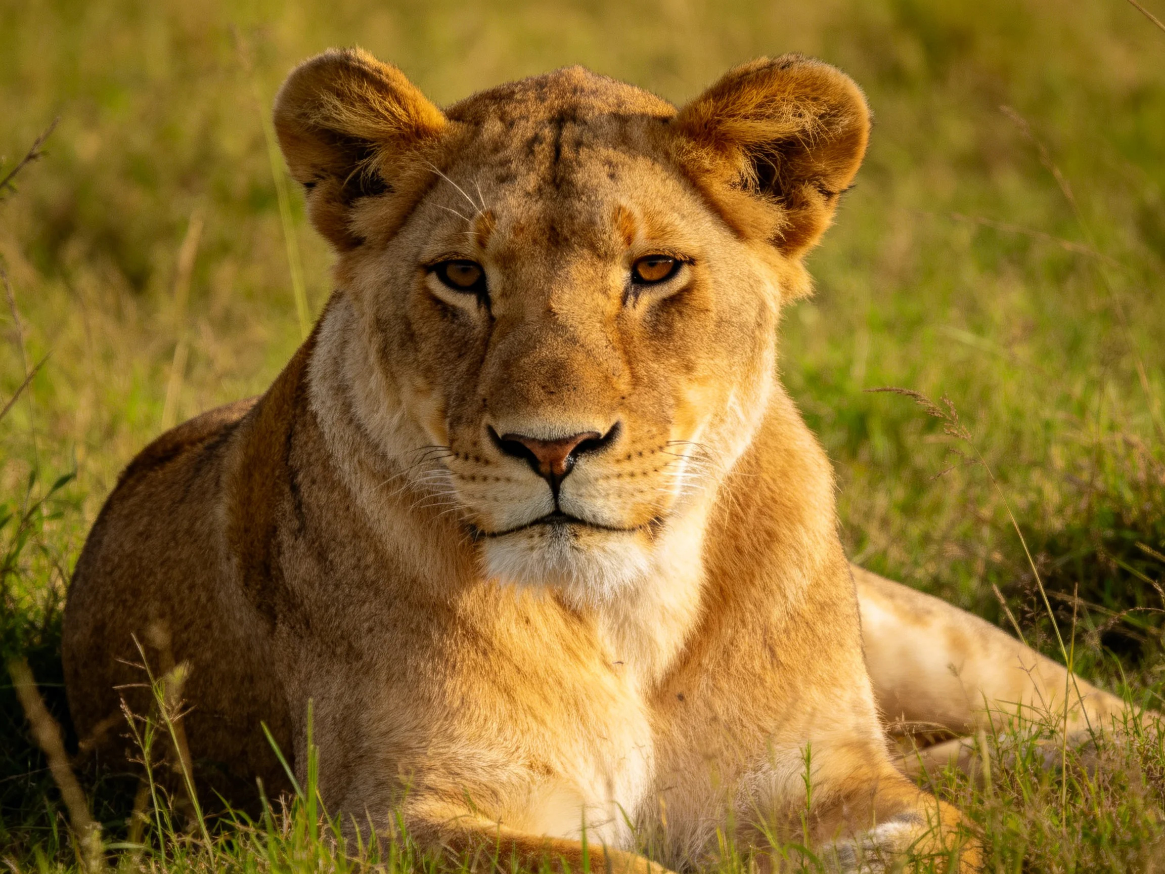 A golden lioness relaxes in sunlit savannah grass.