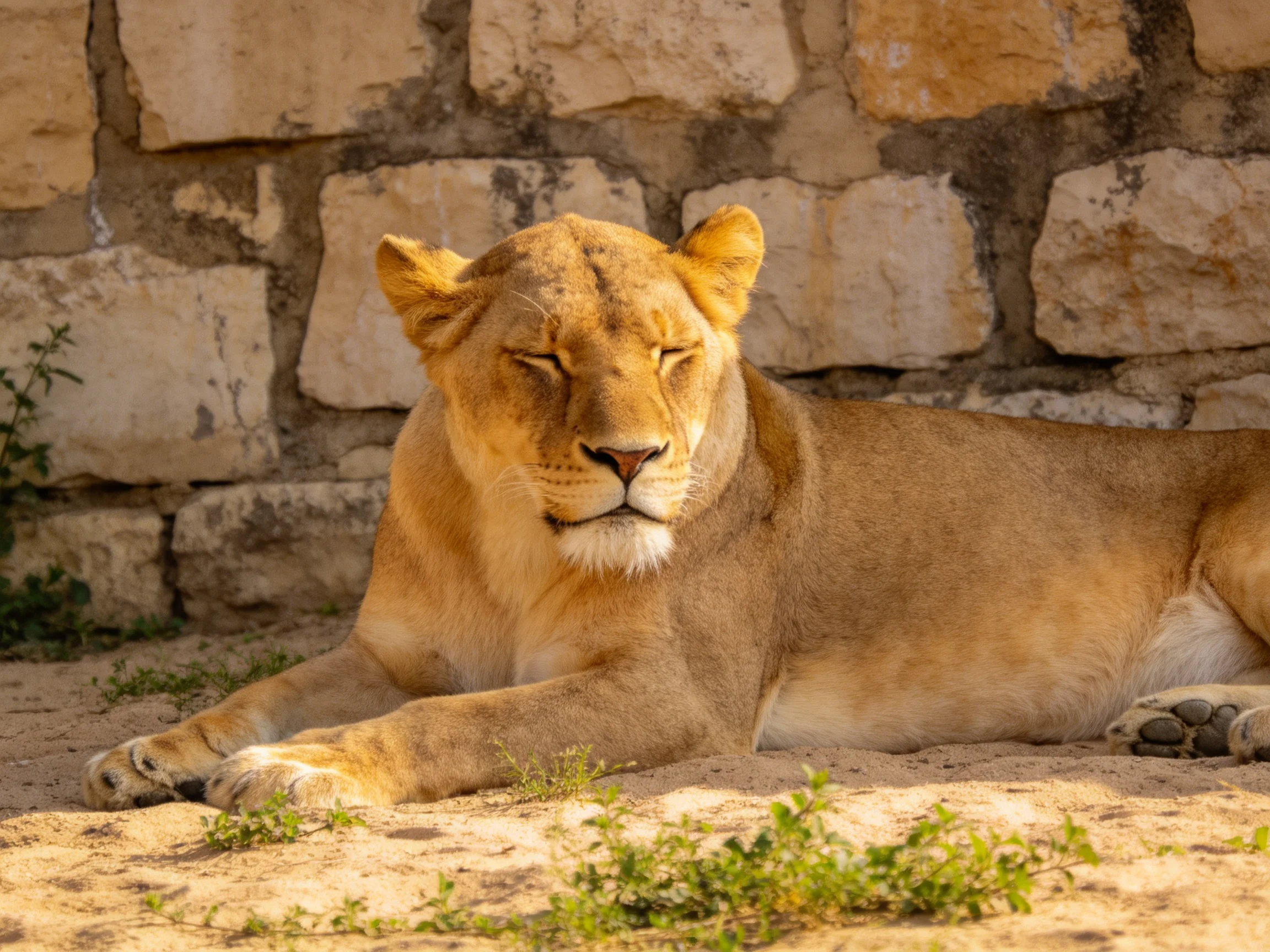 A golden lioness rests near a stone wall.
