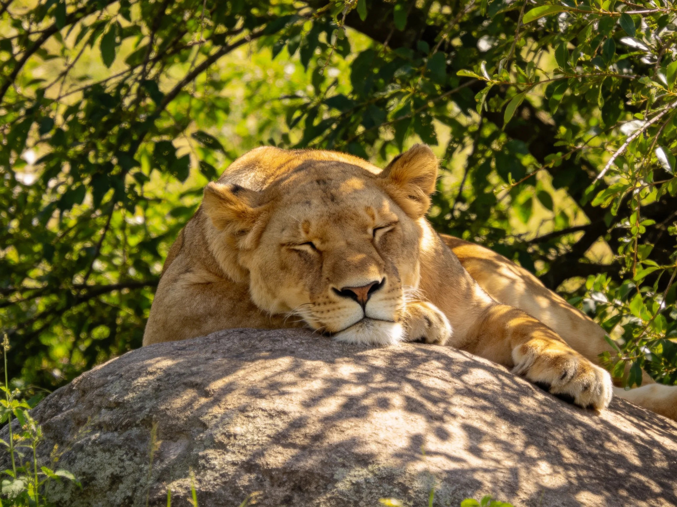 A golden lioness sleeps on a large rock in a sunlit, leafy environment