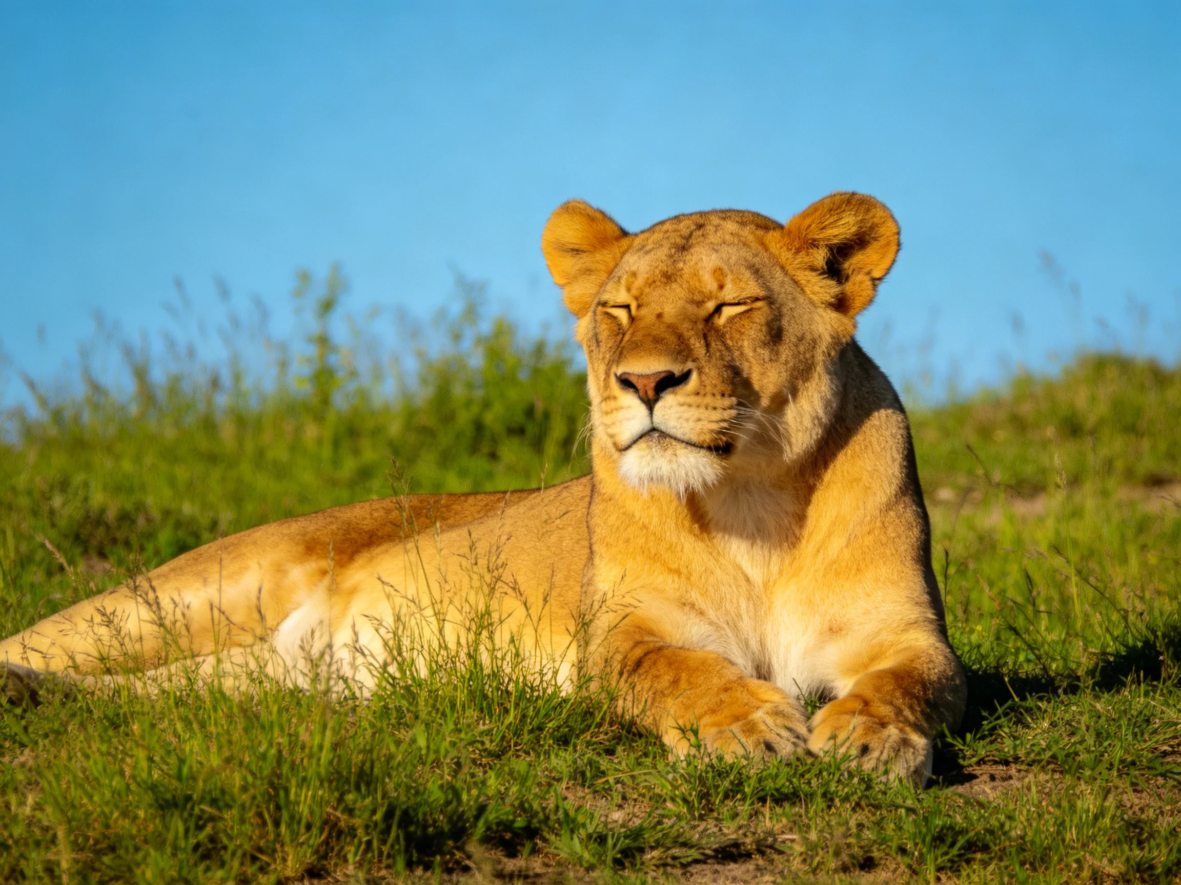 A golden lioness relaxes on green grass in a sunny landscape.