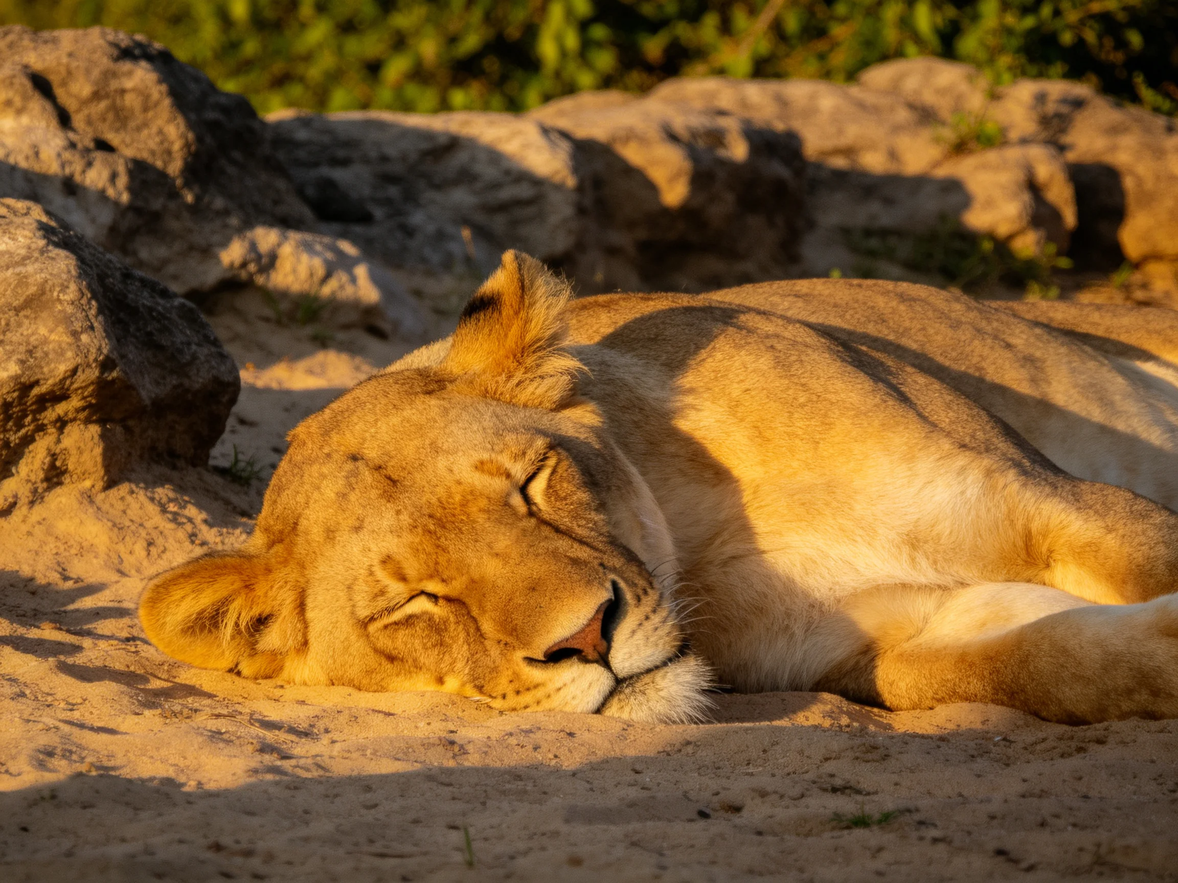 A lioness sleeps peacefully on sandy ground surrounded by rocks.