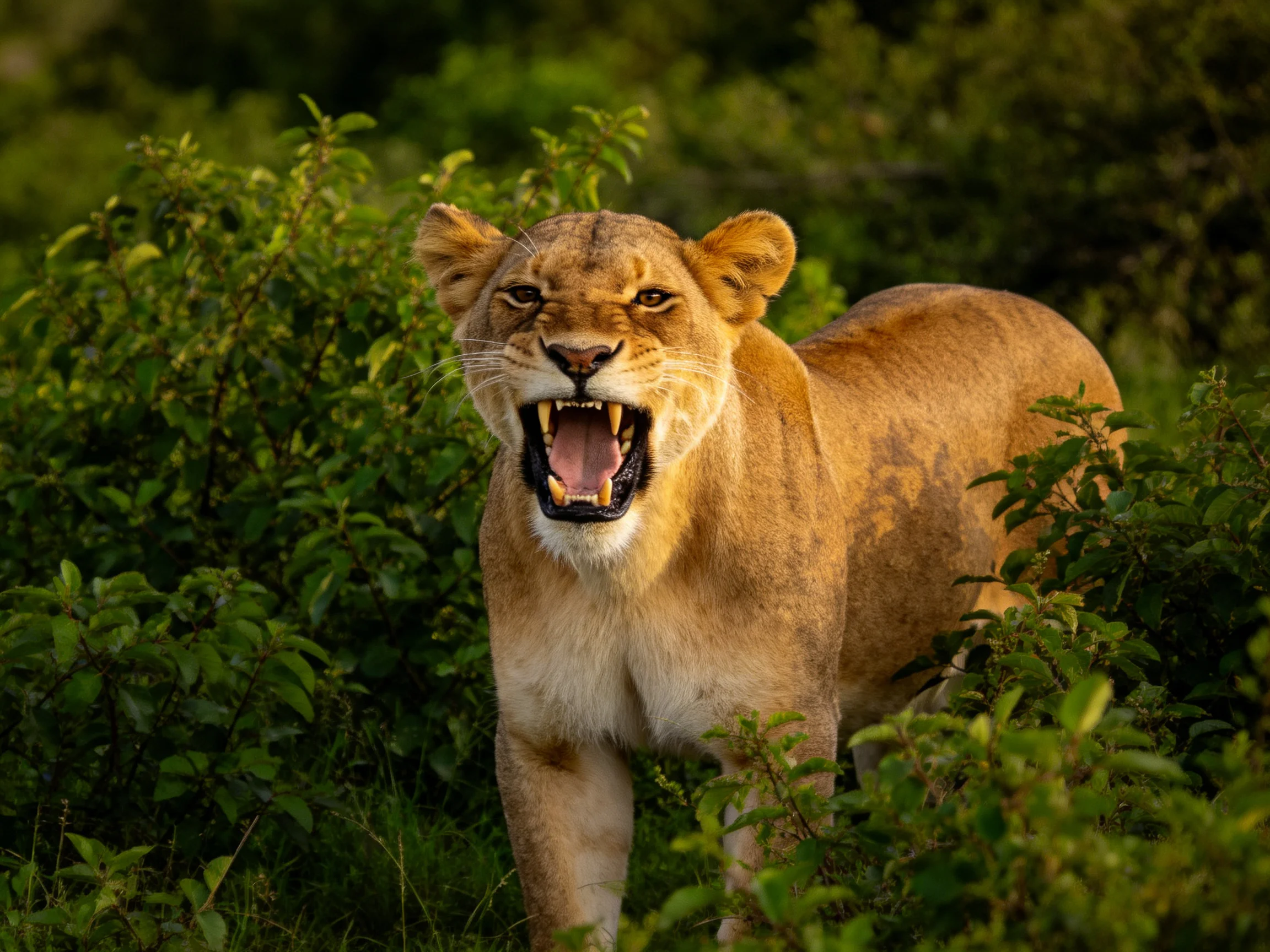 A golden lioness roars amid lush green shrubs