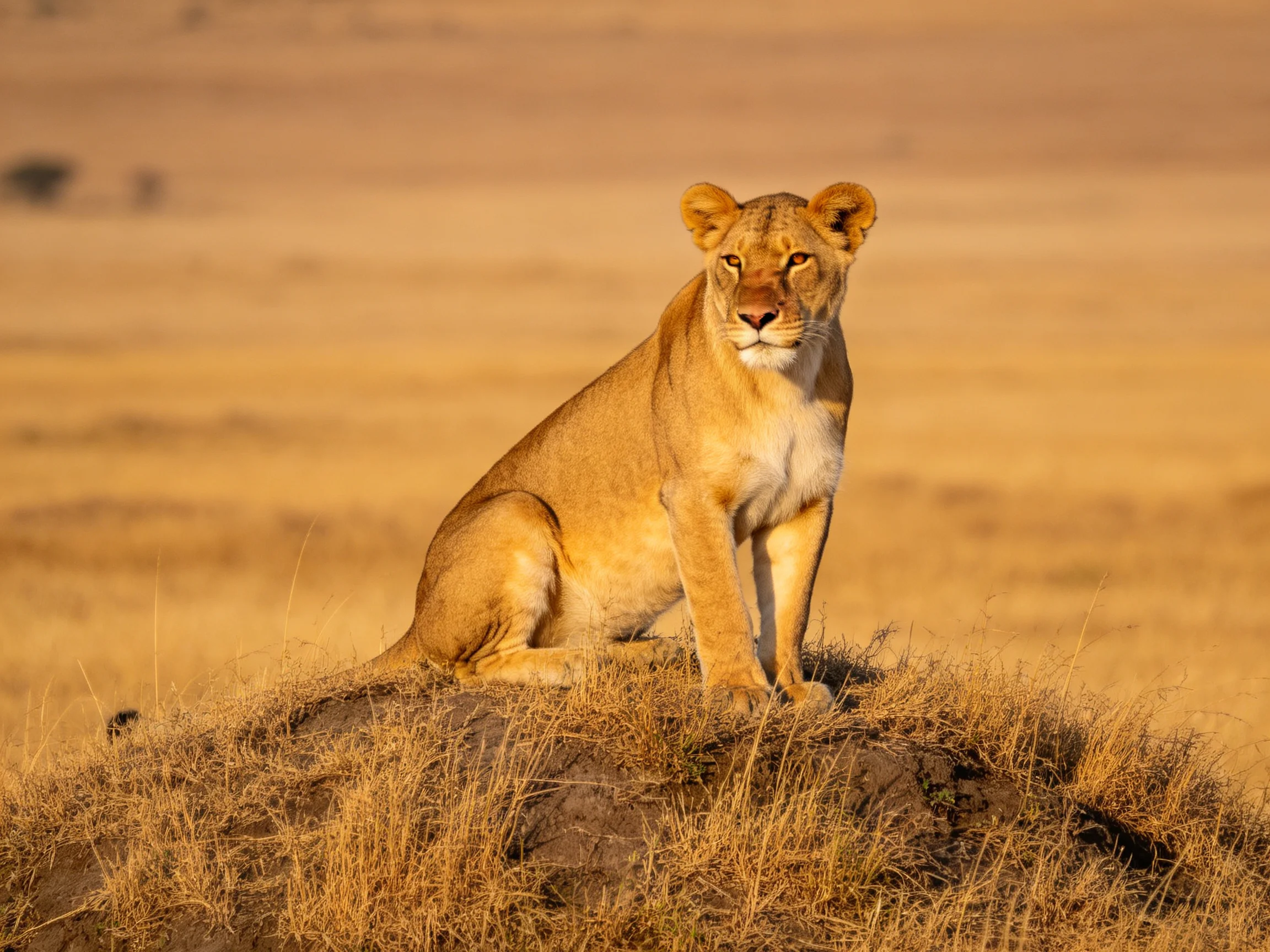 A golden lioness sits alertly on a mound amidst dry grasslands.