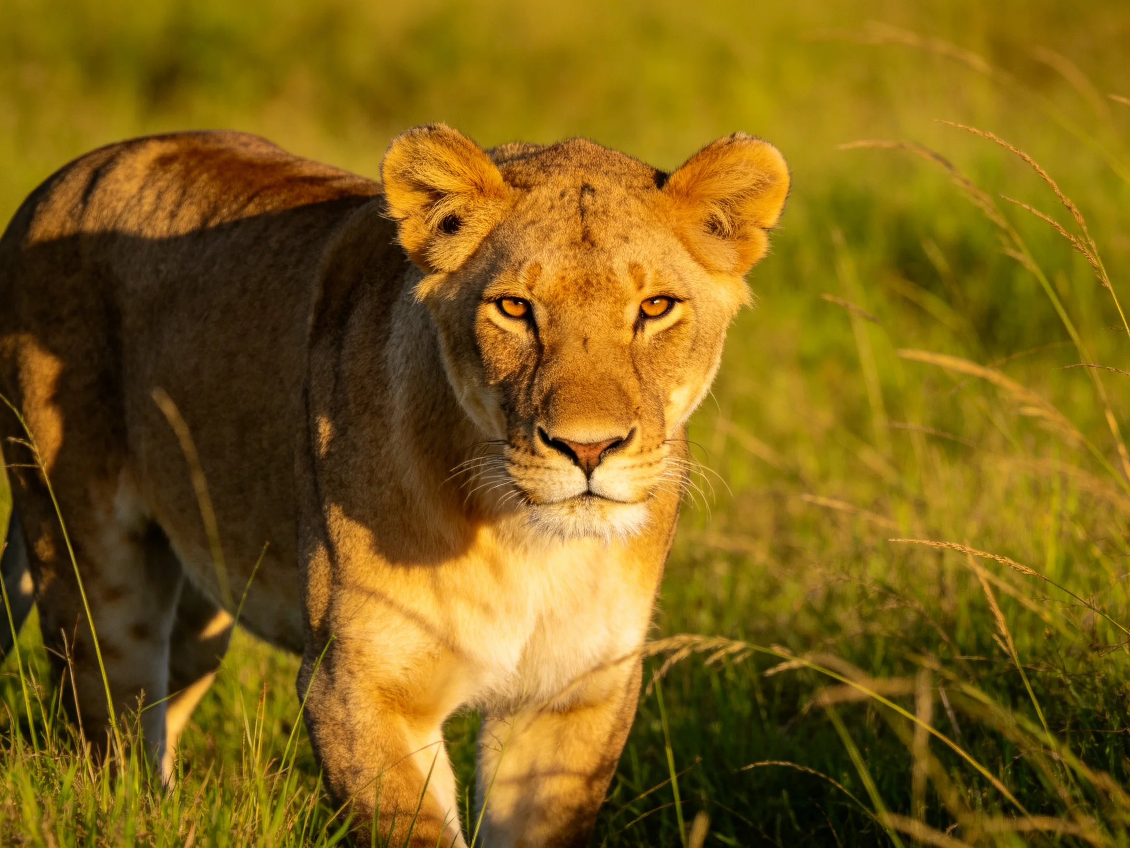 A golden lioness walks through tall green savannah grass