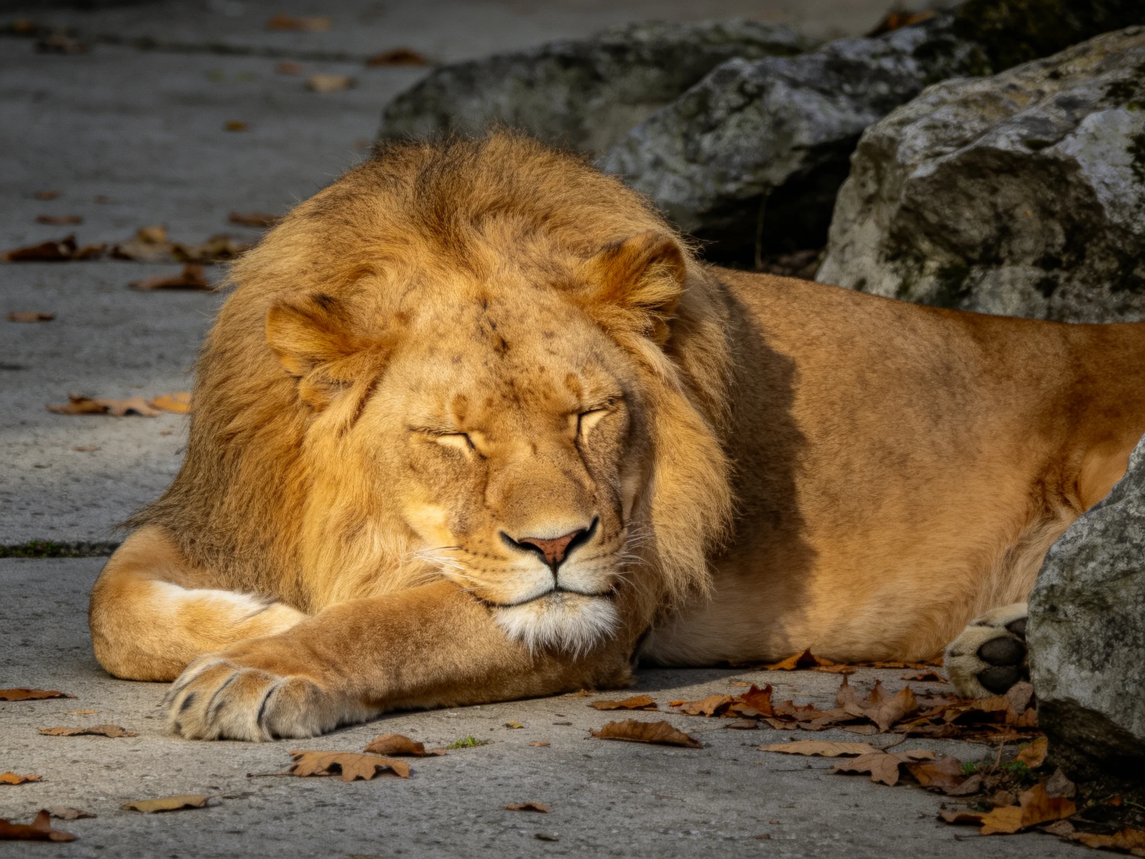 A golden-maned lion rests near large gray rocks on a leaf-strewn surface