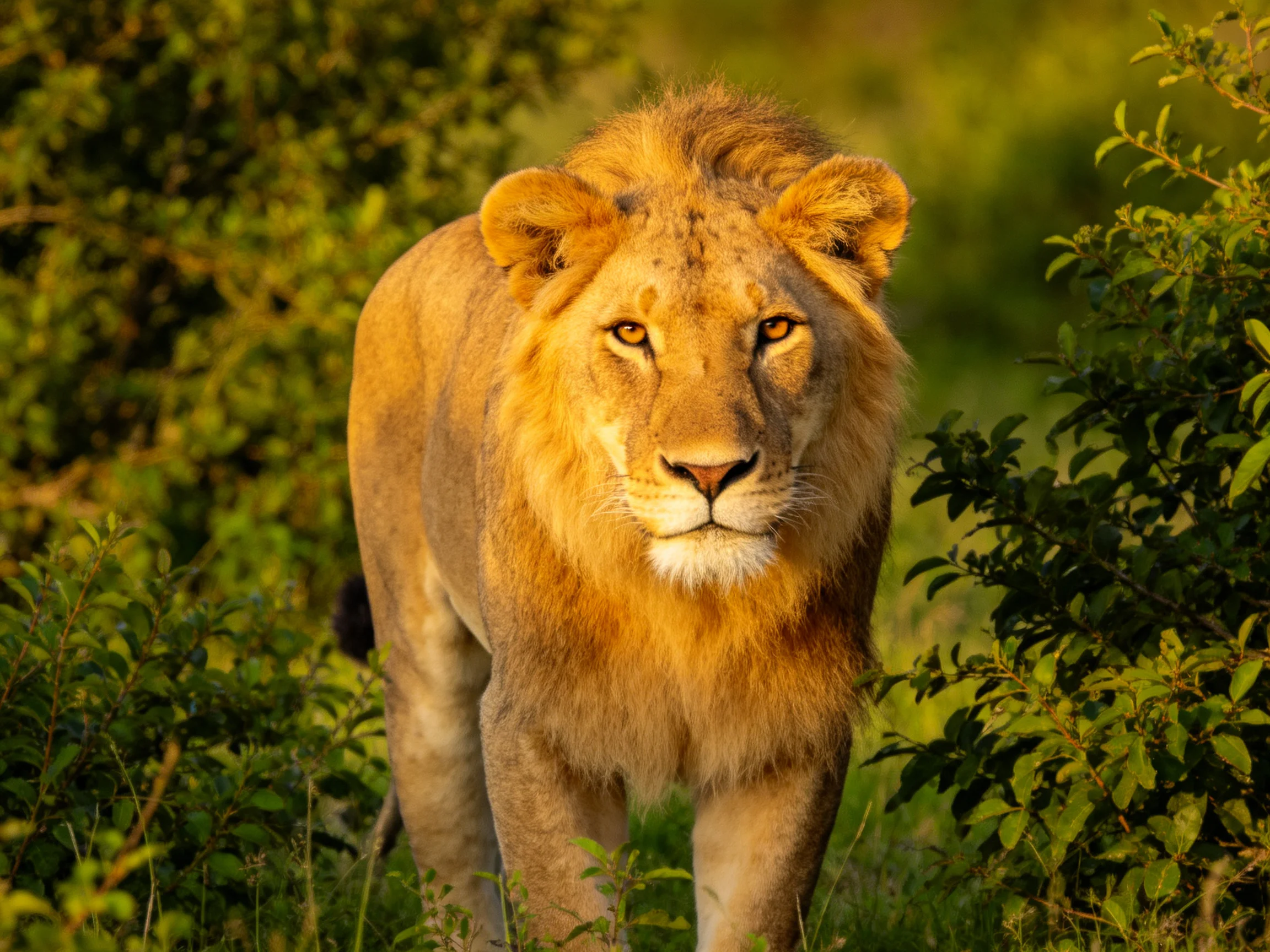 A golden-maned lion roams through lush green shrubbery
