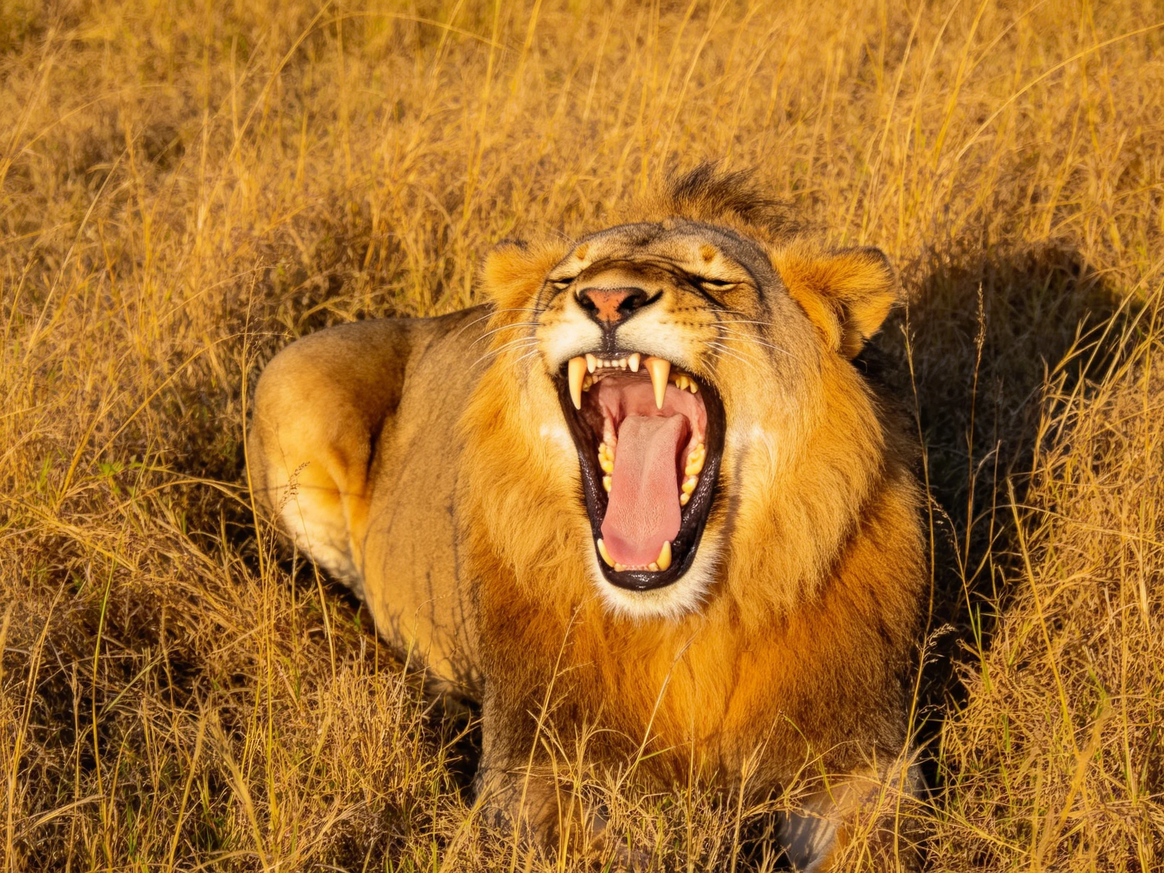 A golden-maned lion yawns amid tall, dry savannah grasses