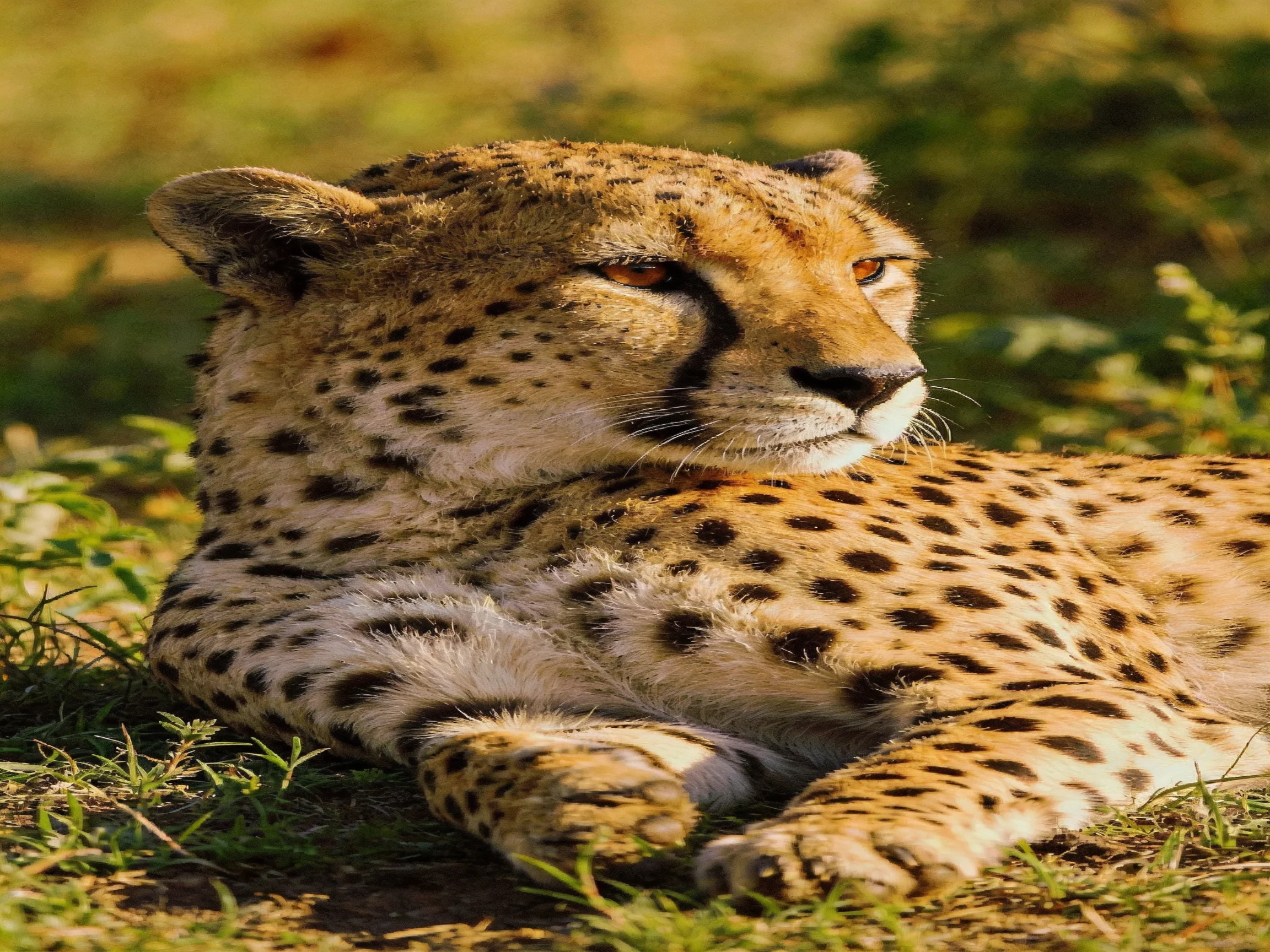 A golden-spotted cheetah rests in sun-dappled greenery