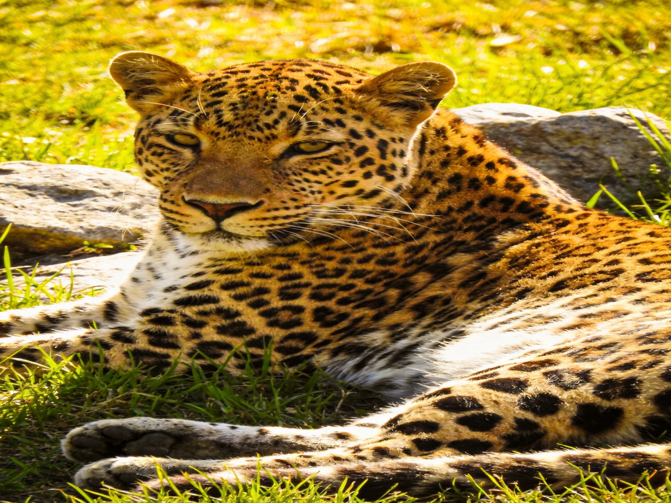A golden-spotted leopard rests near rocks in a sunlit grassy space.