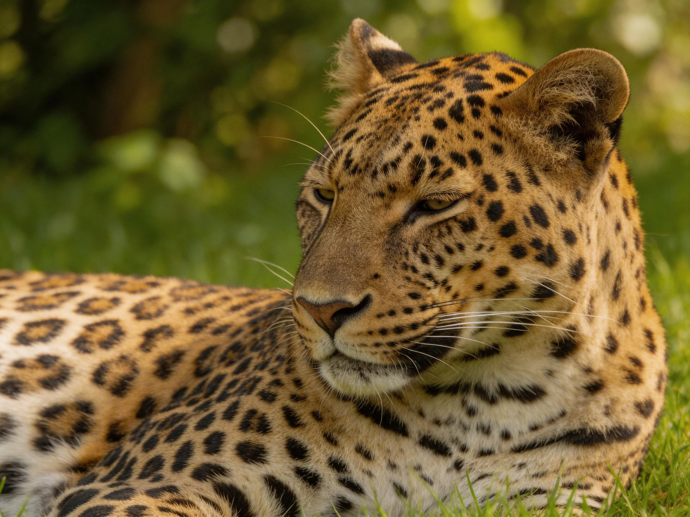 A leopard with distinctive spotted fur rests on grass.