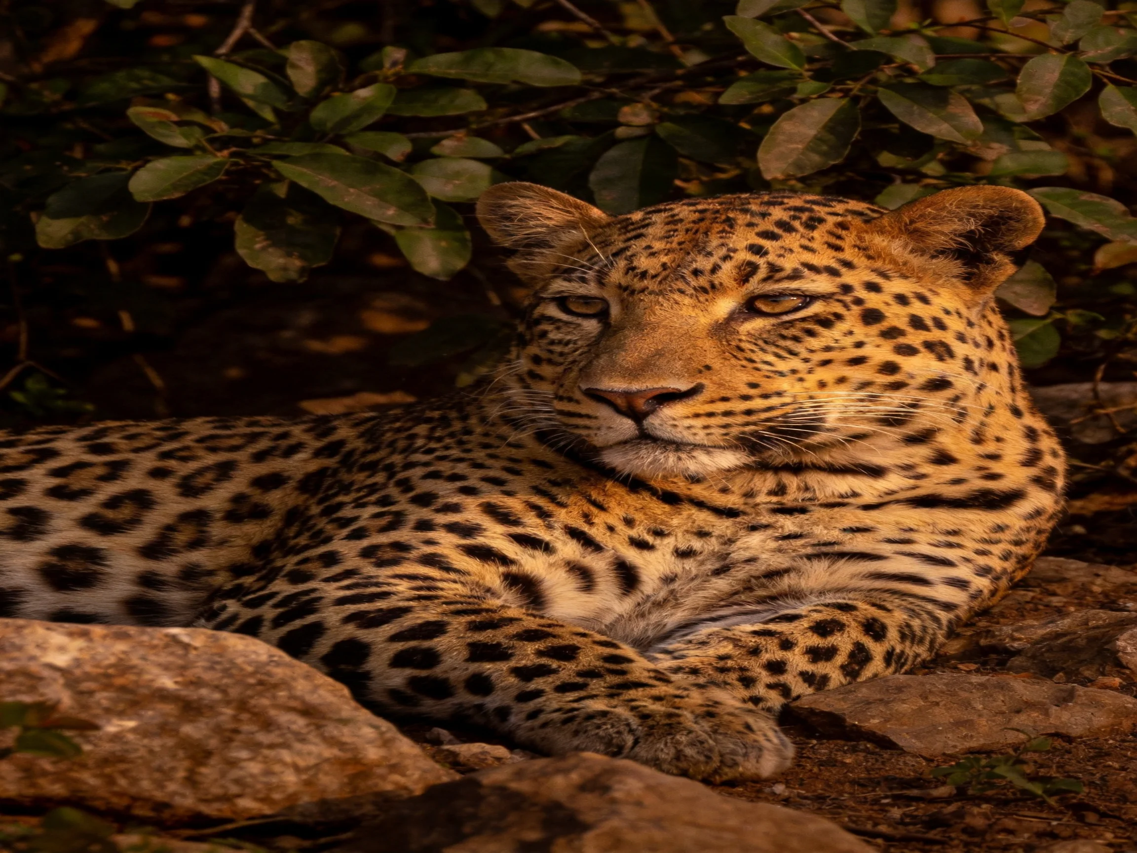 A golden-spotted leopard relaxes among rocks and foliage in a shaded area.