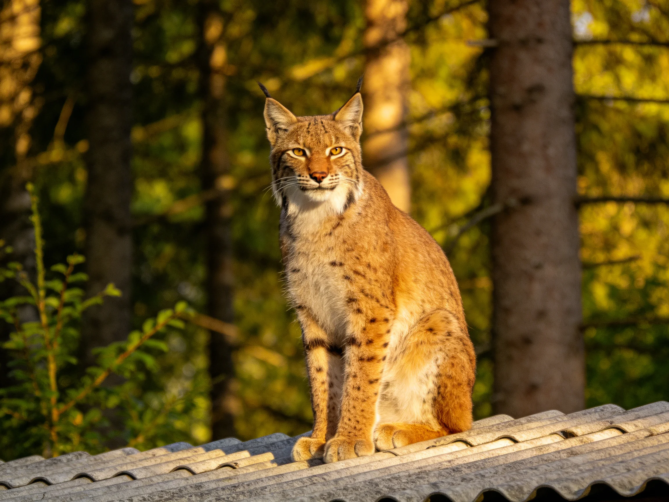 A golden-spotted wildcat sits calmly on a corrugated roof with a sunlit forest backdrop.