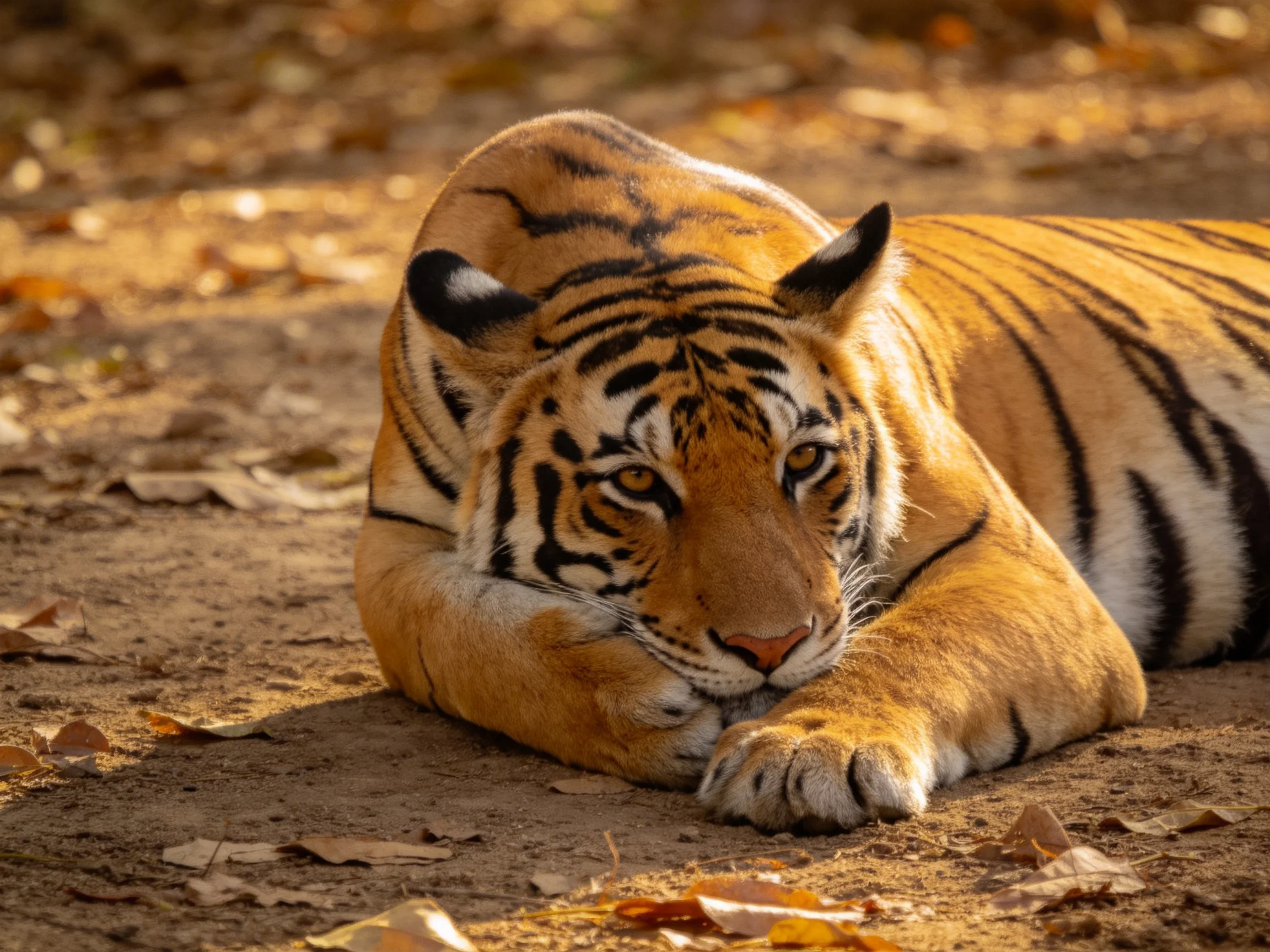 A golden tiger lounges among scattered brown leaves on dusty terrain