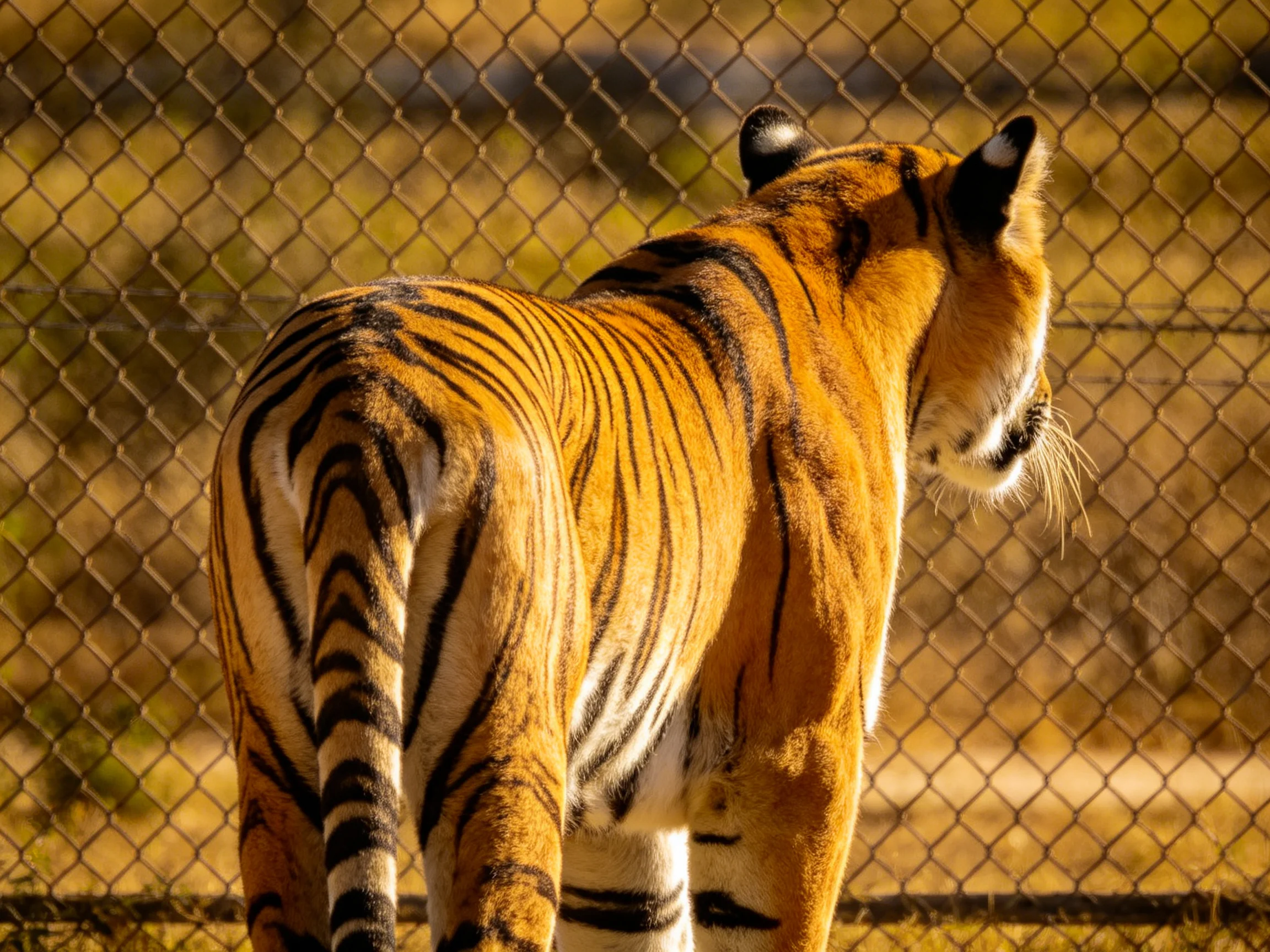 A golden tiger with bold black stripes stands near a chain-link fence.