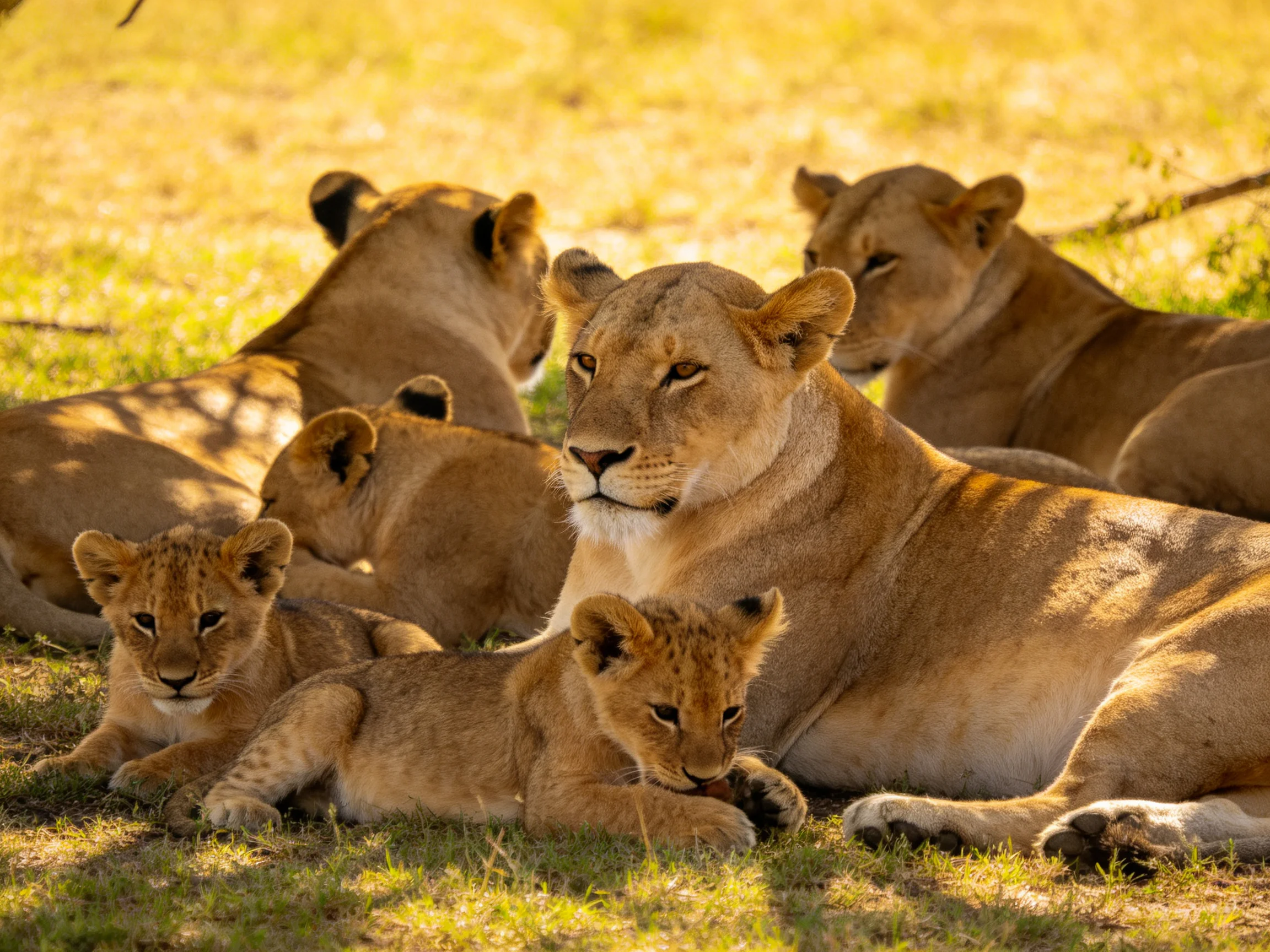 A group of tawny lions and cubs relax in sunlit savannah