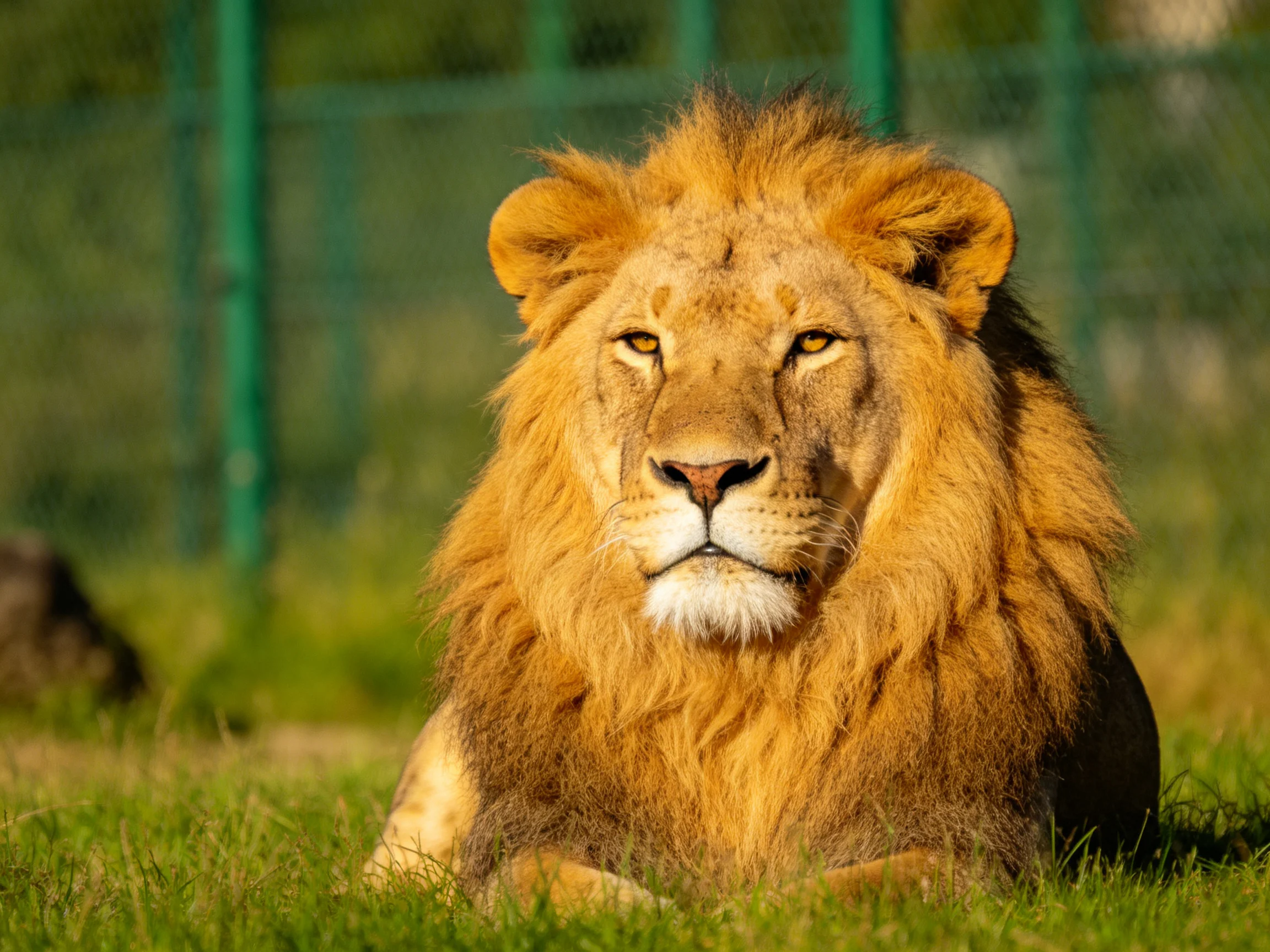A large golden lion lies calmly in green grass near a fence