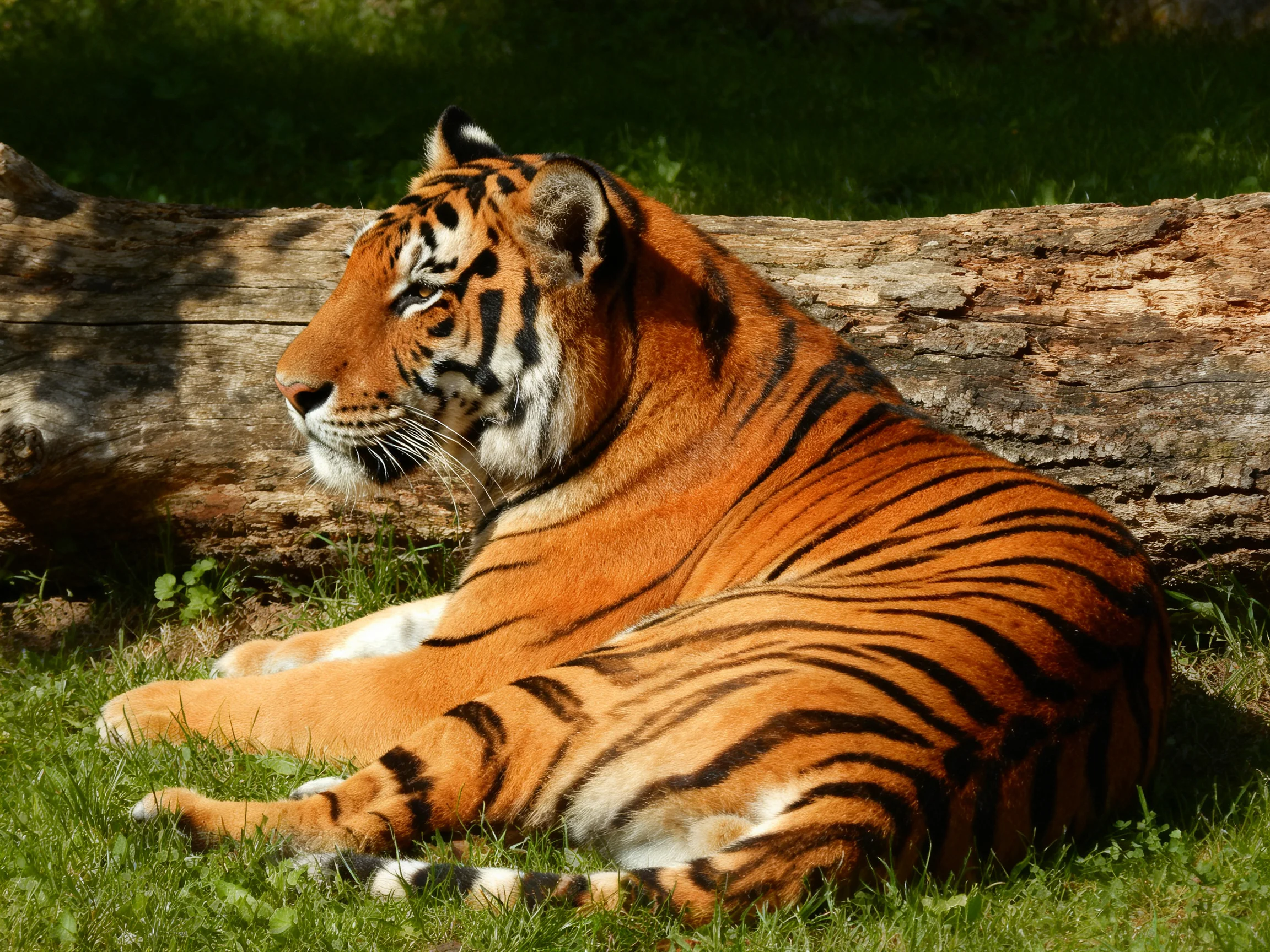 An orange tiger with black stripes relaxes next to a fallen log in a grassy area.