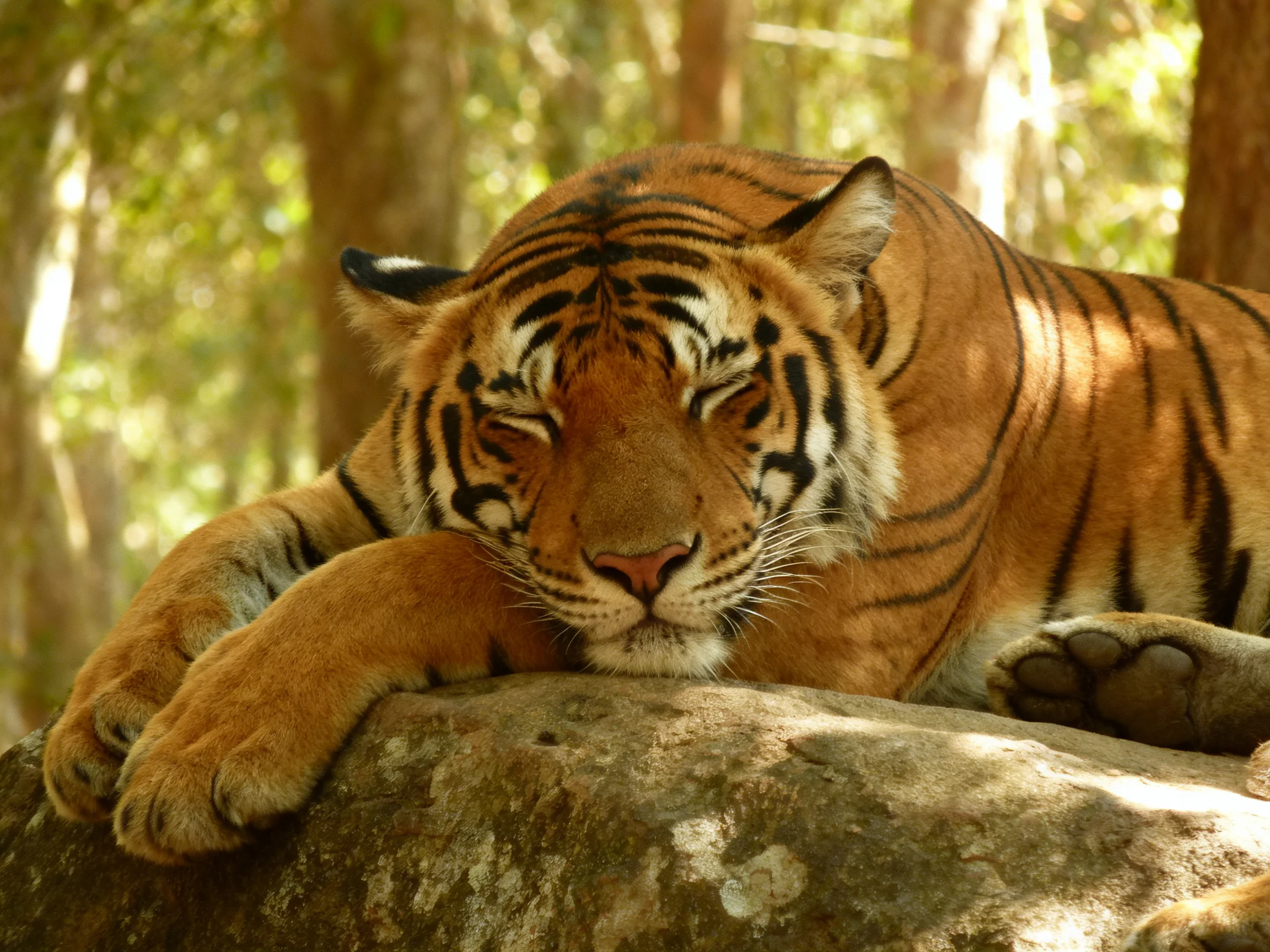An orange tiger relaxes on a rock in a sunlit forest.