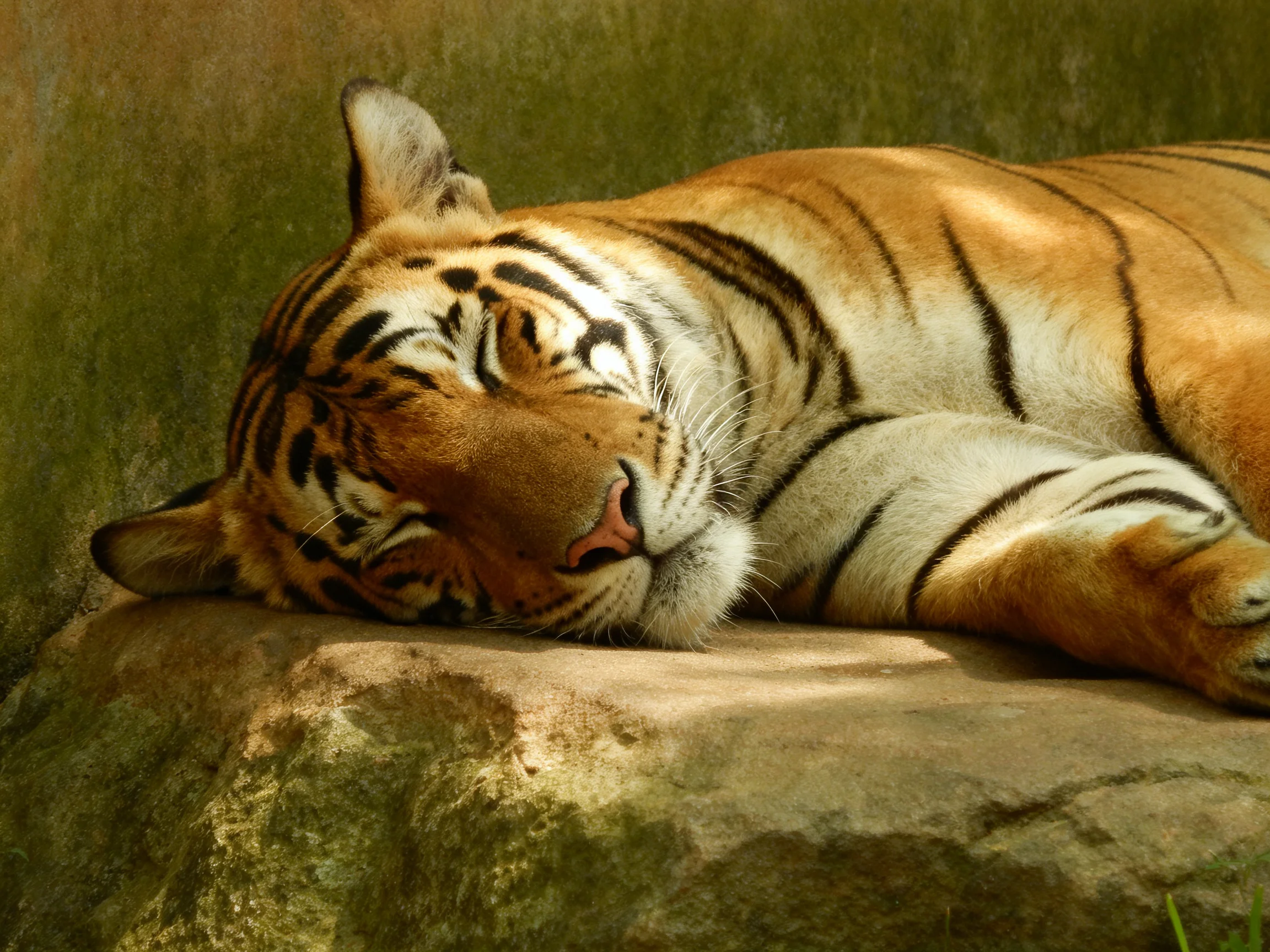 An orange tiger with black stripes rests calmly on a stone ledge.