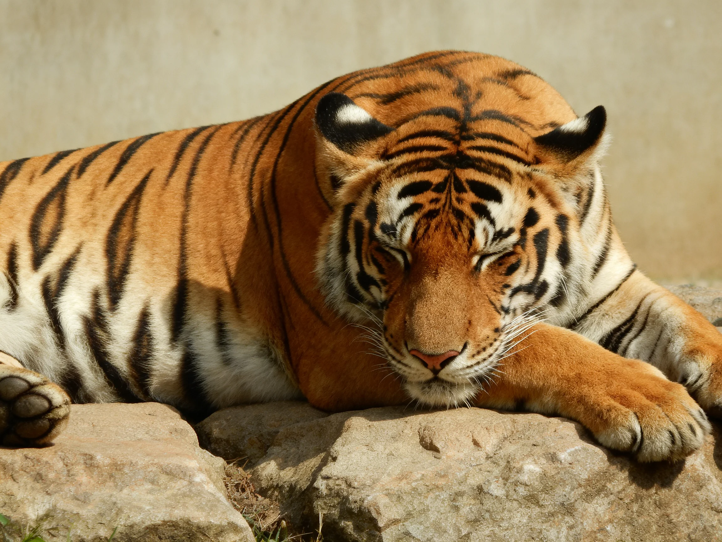 An orange tiger with black stripes rests on rocks