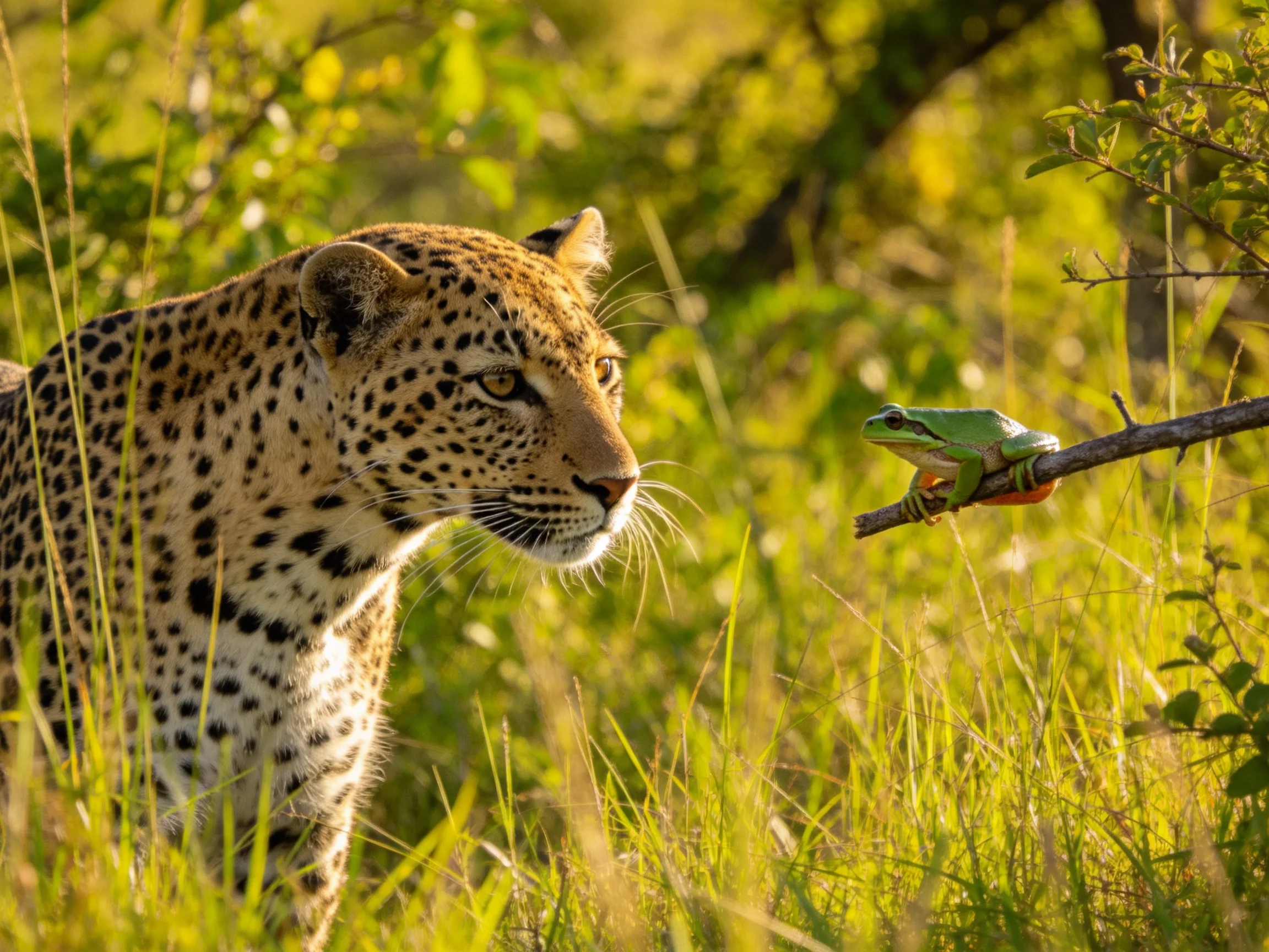 A leopard intently observes a green frog near tall grass in a sunlit environment.