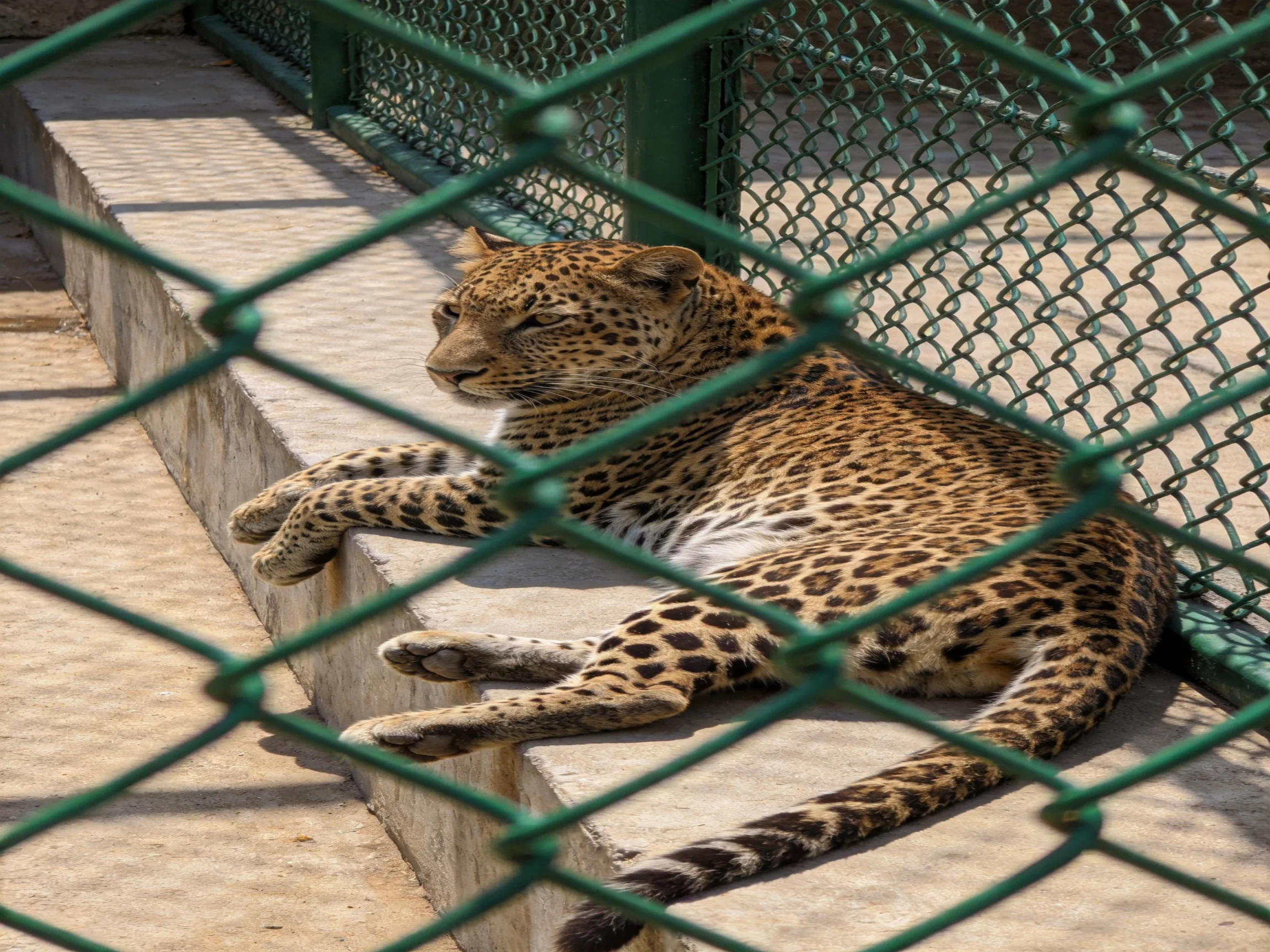 A leopard lounges on a concrete ledge beside a green chain-link fence
