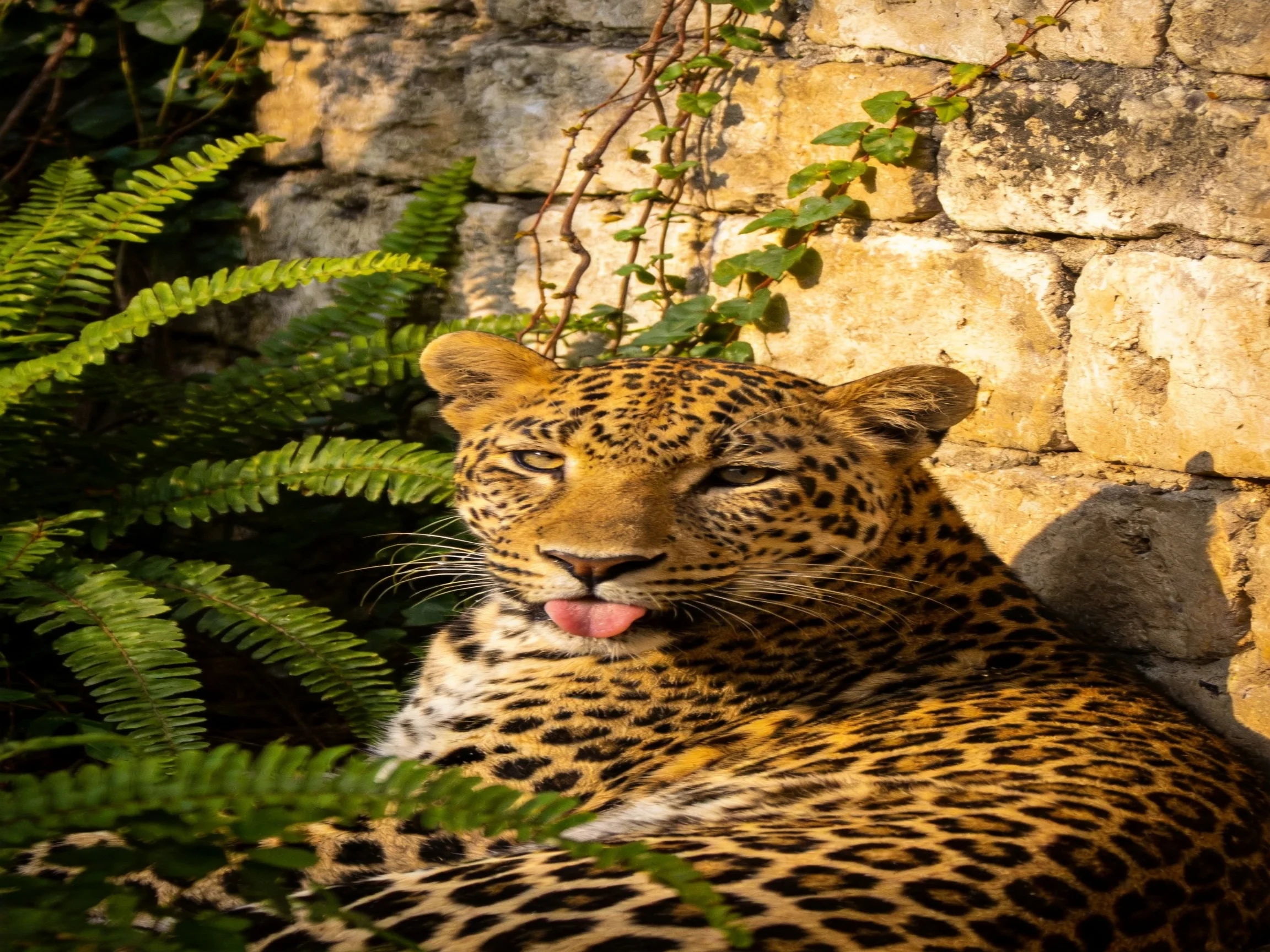 A leopard relaxes near a stone wall surrounded by ferns.