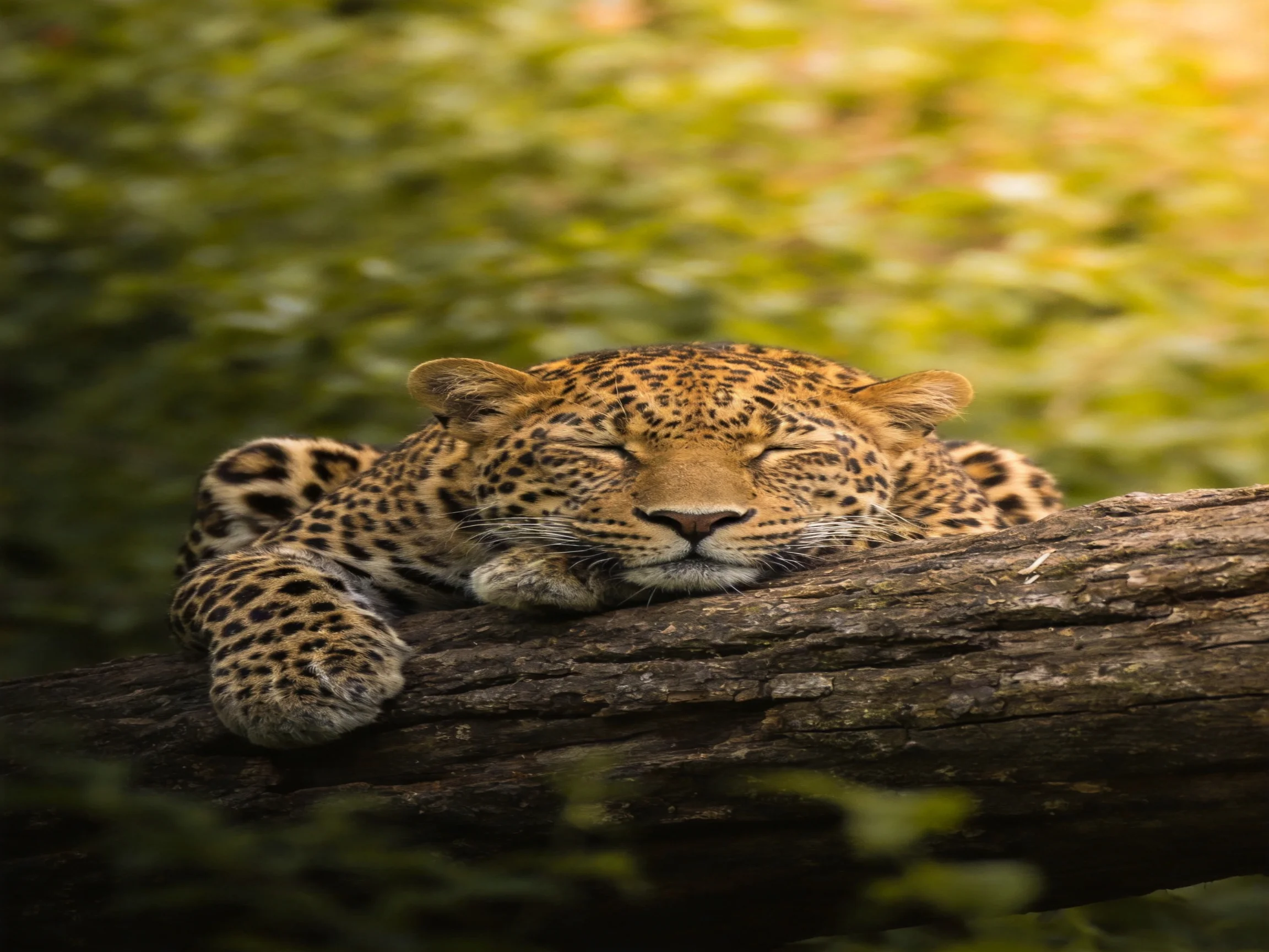 A leopard sleeps peacefully on a log in a verdant forest setting.