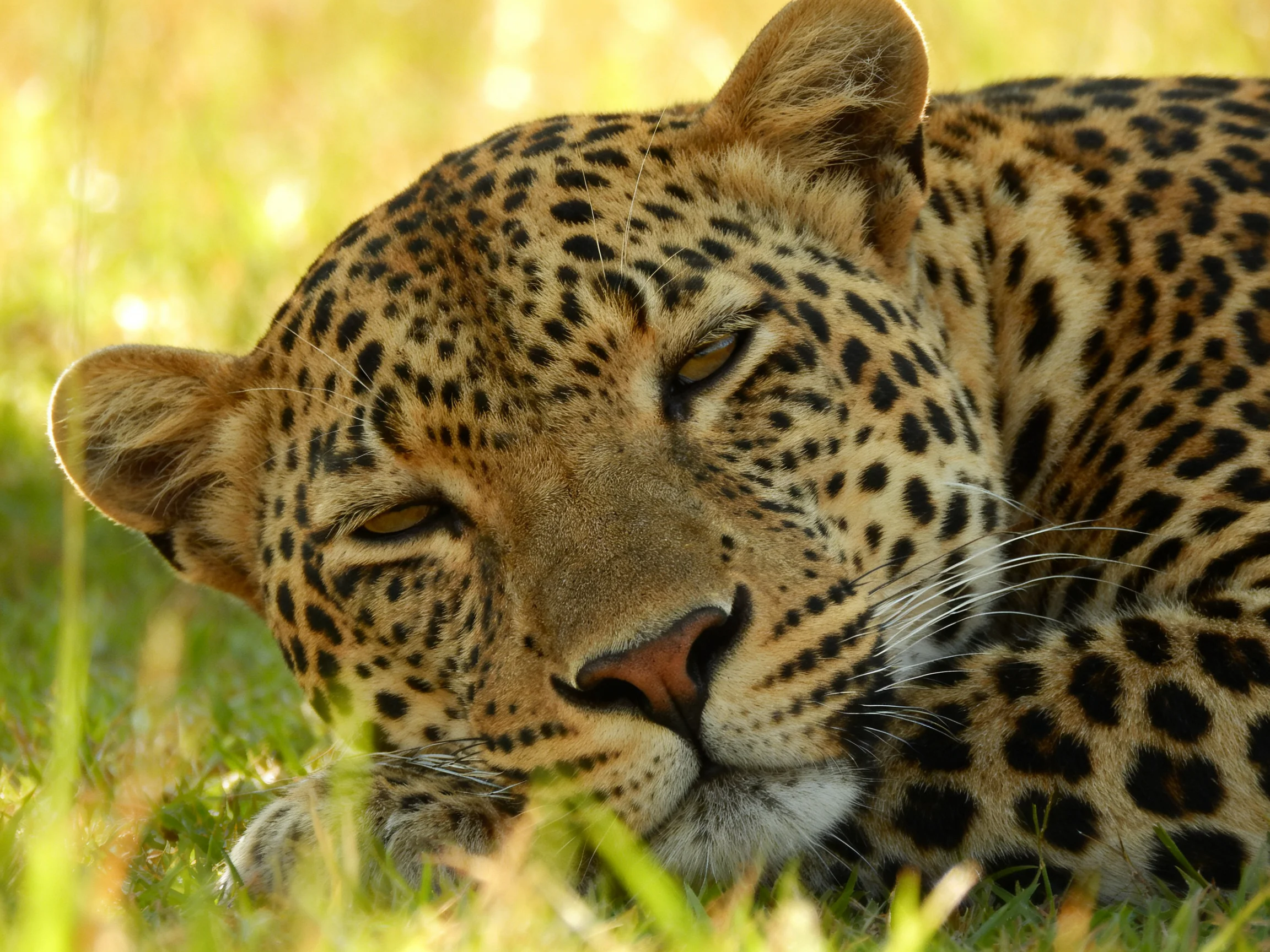A leopard relaxes on sunlit grass in a natural setting.